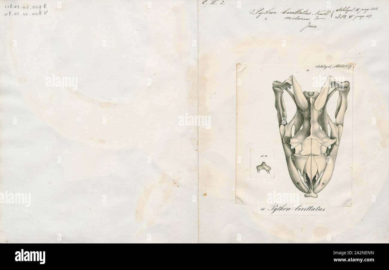 Python bivittatus, Drucken, der Tigerpython (Python bivittatus) ist eine der fünf größten Schlangenarten in der Welt (über die viertgrösste entweder Länge oder Gewicht gemessen). Es ist zu einer großen tropischen Süd- und Südostasien. Bis 2009 wurde es als eine Unterart von Python molurus, aber jetzt ist die Zugehörigkeit zu einer bestimmten Spezies erkannt., Schädel Stockfoto