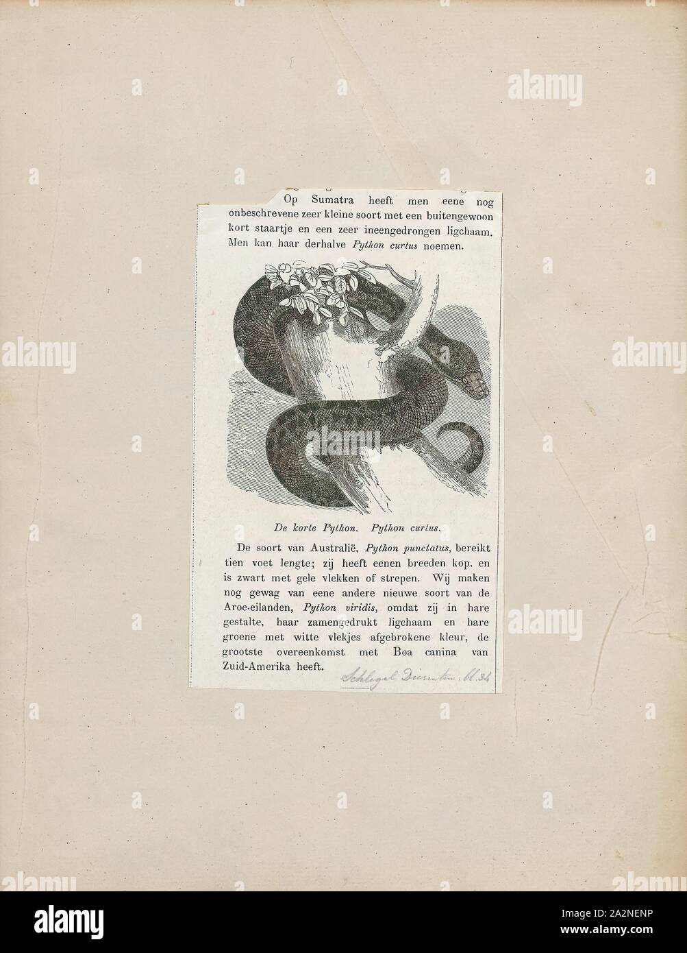 Python curtus, Drucken, Python curtus, die gemeinhin als Sumatra short-tailed Python genannt, ist eine Pflanzenart aus der Familie Pythonidae, ein nonvenomous Schlange native auf Sumatra., 1700-1880 Stockfoto