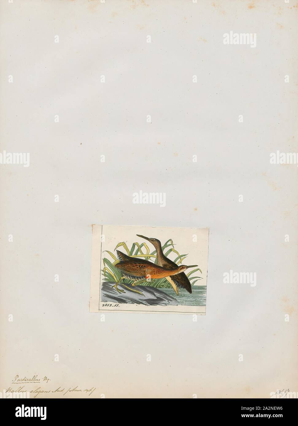Rallus elegans, Drucken, der König (Rallus elegans) ist eine wasservogelabkommens, der größten Nordamerikanischen Schiene., 1820-1863 Stockfoto