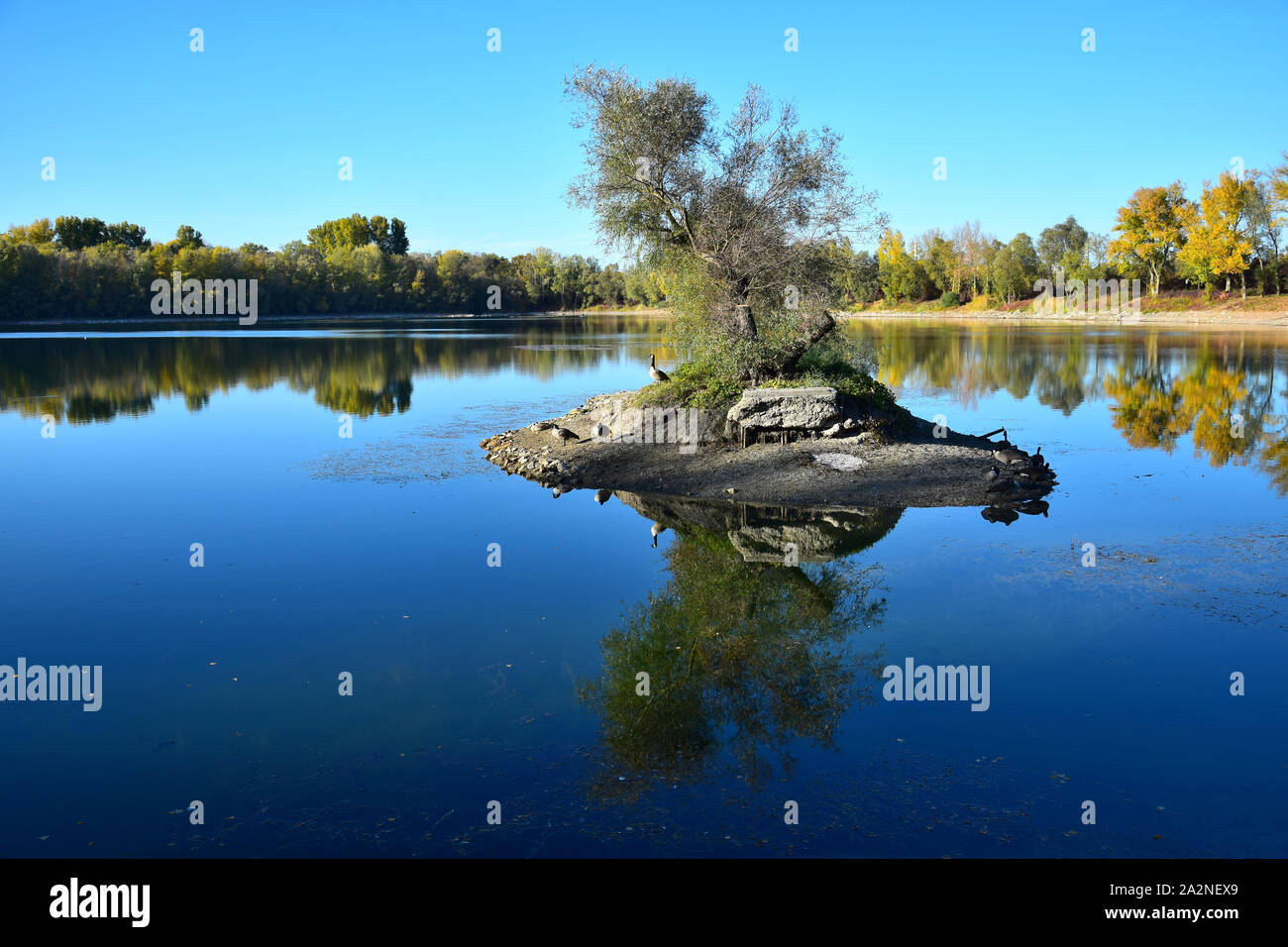 Herbst Landschaft. Ein Baum und einige Kanada Gänse auf einer kleinen Insel in einem See, im Wasser widerspiegelt. 68782 Bruehl, Baden-Württemberg, Deutschland. Stockfoto