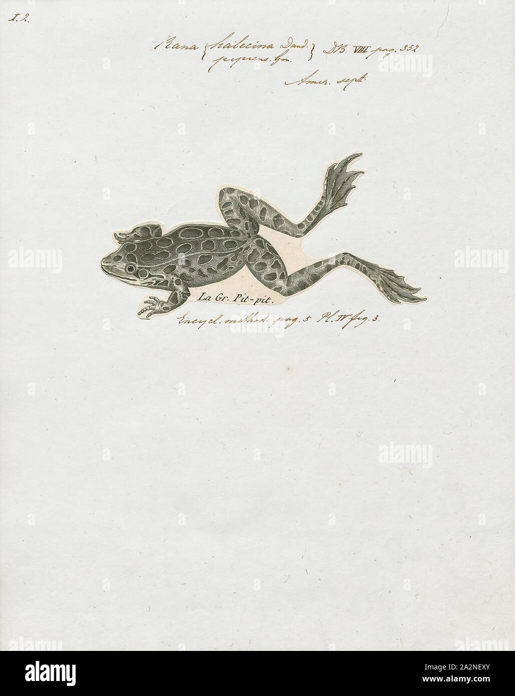 Rana halecina, Ausdrucken, die Südlichen leopard Frog (Lithobates sphenocephalus oder Rana sphenocephala) ist eine Pflanzenart aus der Gattung der Echten Frösche. Sie ist heimisch in den östlichen Nordamerika von Kansas nach New York, Florida. Es ist auch eine Eingeführte Tierarten in einigen Bereichen., 1700-1880 Stockfoto