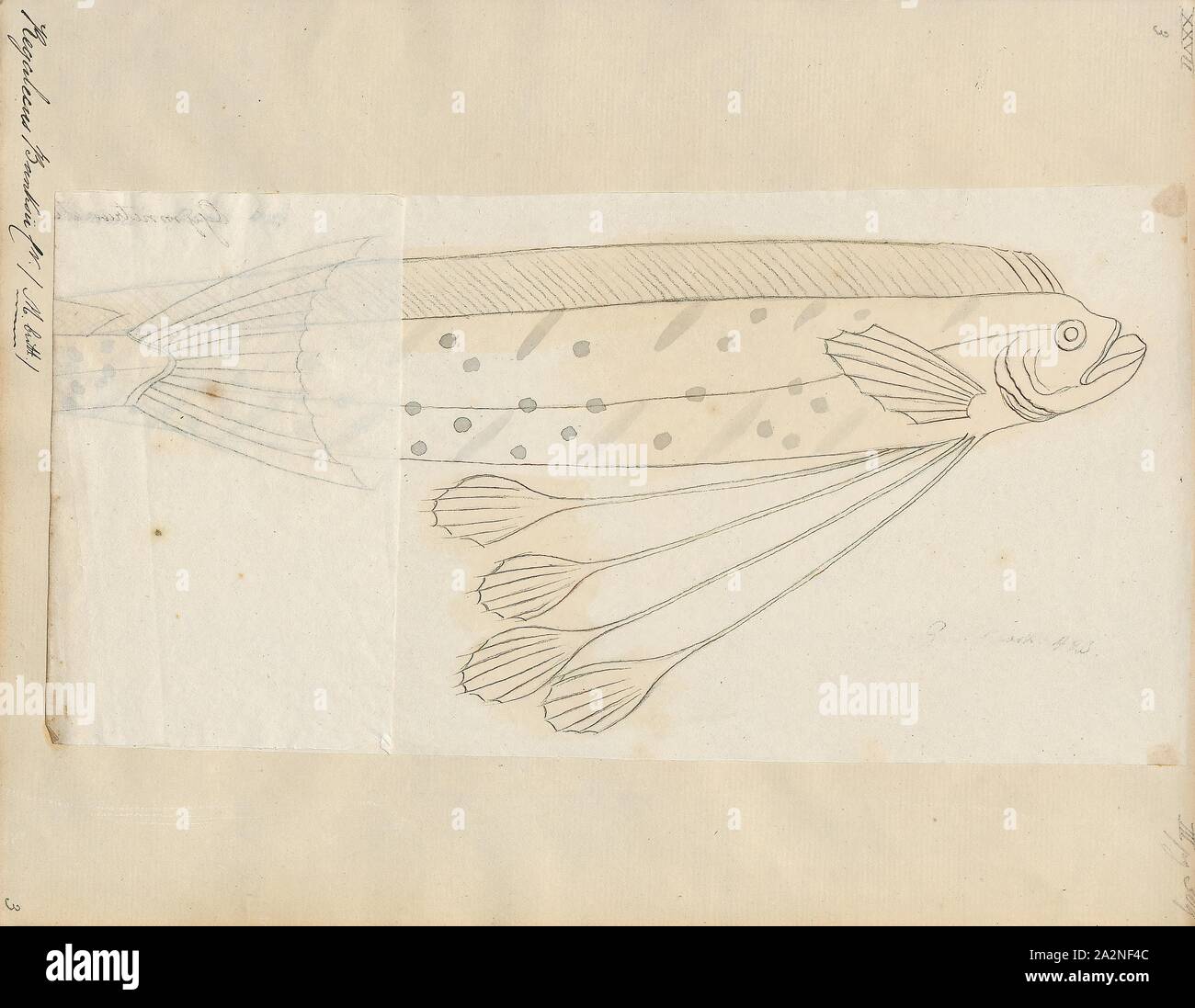 Regalecus banksii, Drucken, die riesigen oarfish (Regalecus glesne) ist eine Pflanzenart aus der Familie oarfish Regalecidae. Es ist eine oceanodromous Arten mit einem weltweiten Vertrieb, mit Ausnahme der Polargebiete. Weitere Namen gehören Pacific oarfish, König der Heringe, ribbonfish und Streamer fischen., 1700-1880 Stockfoto