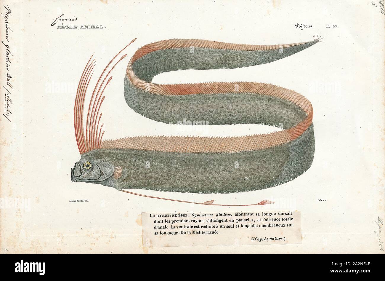 Regalecus gladius, Drucken, Regalecus ist ein Fisch der Gattung der Familie, die gemeinhin als Regalecidae oarfish, 1700-1880 Stockfoto
