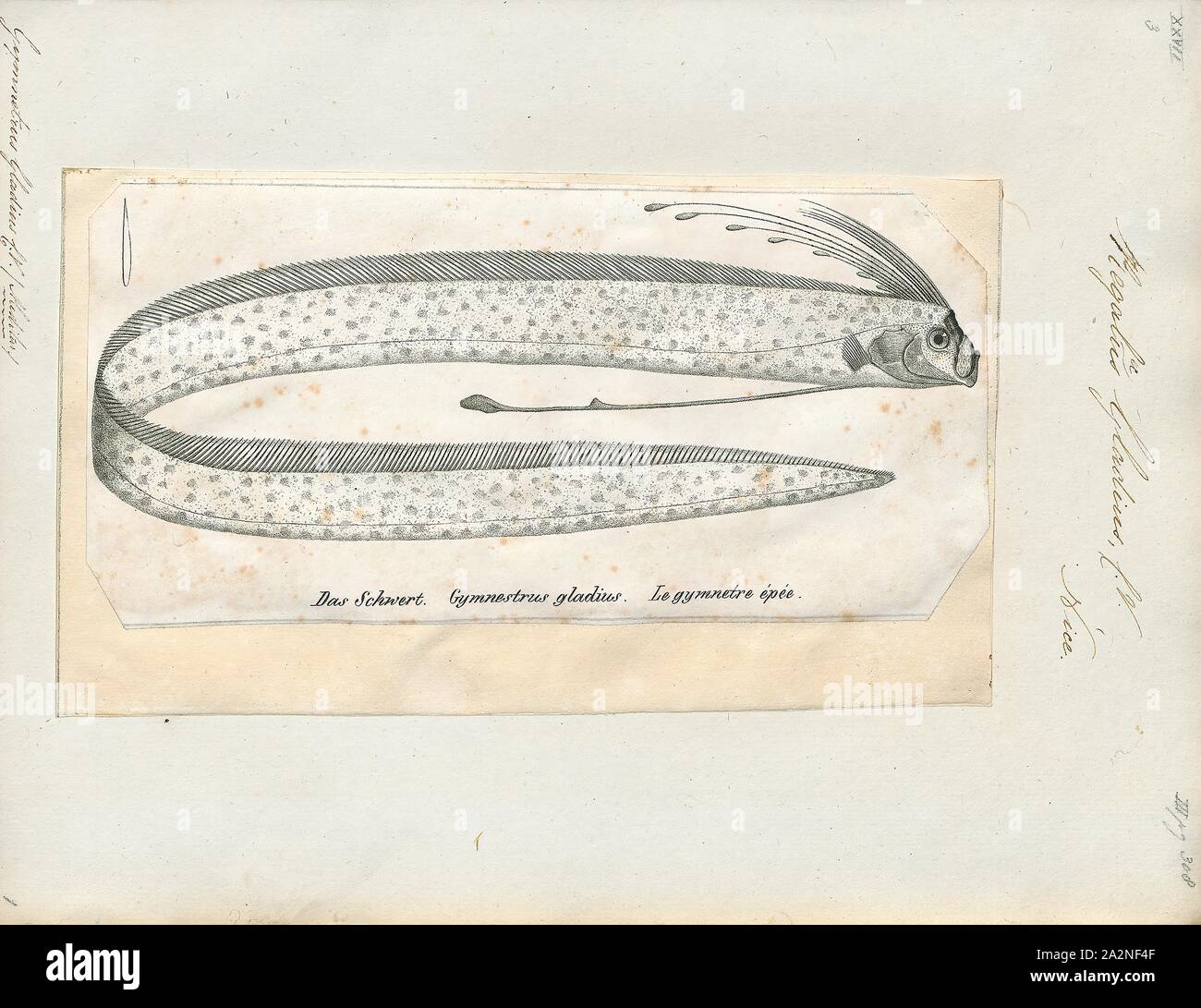 Regalecus gladius, Drucken, Regalecus ist ein Fisch der Gattung der Familie, die gemeinhin als Regalecidae oarfish, 1700-1880 Stockfoto