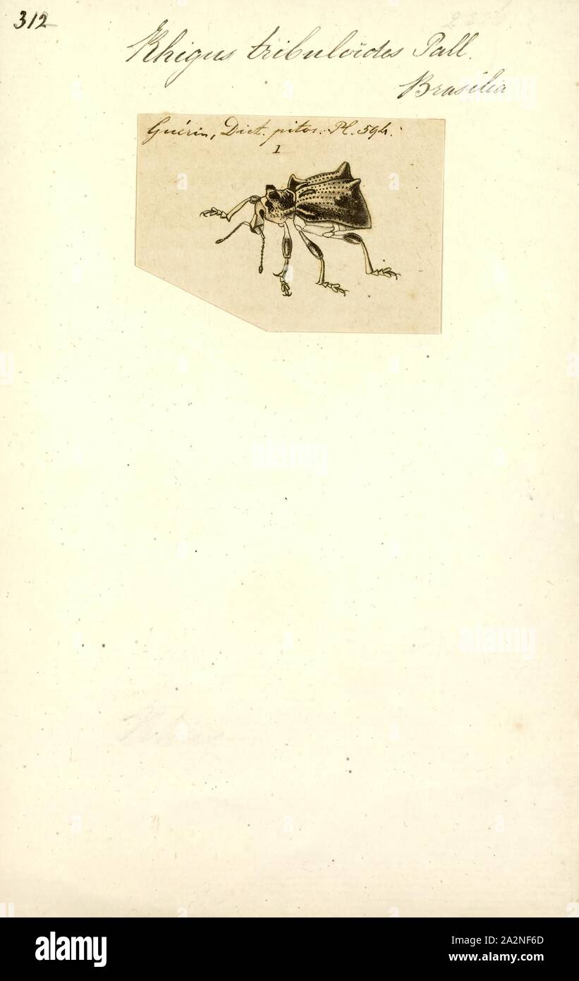 Rhigus, Drucken, Rhigus ist eine Gattung der Käfer aus der Familie der Curculionidae Stockfoto