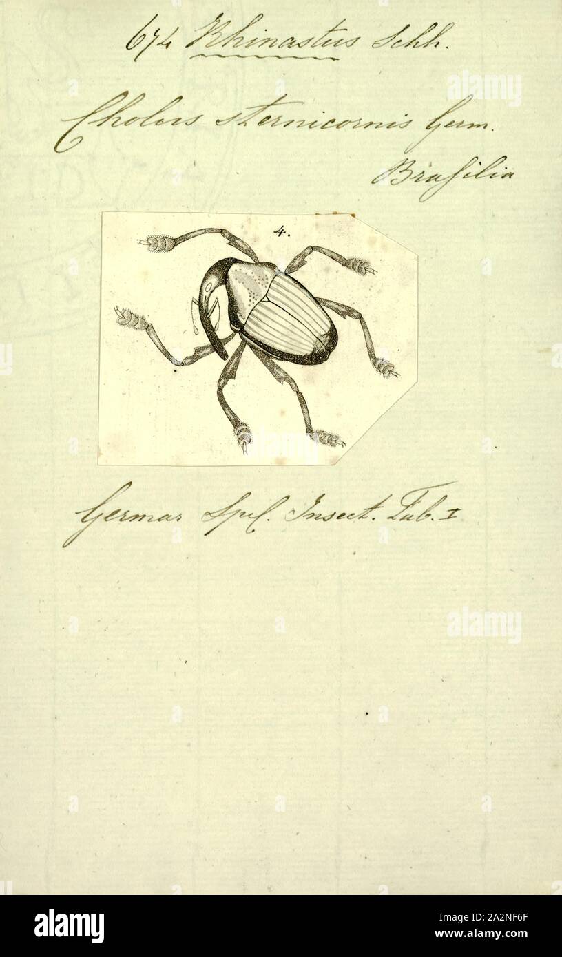 Rhinastus, Drucken, Rhinastus ist eine Gattung der Käfer aus der Familie der Curculionidae Stockfoto