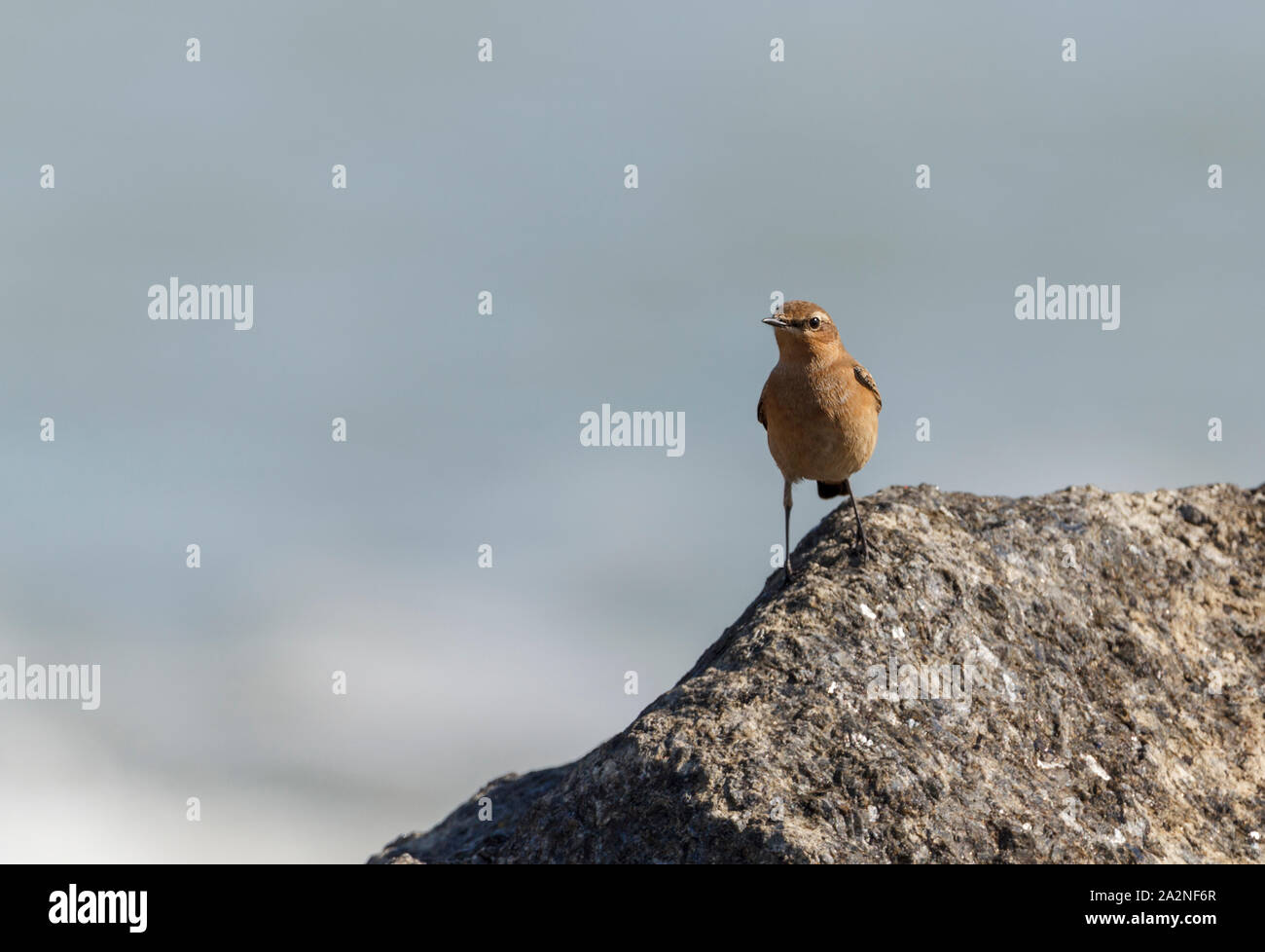 Steinschmätzer (Oenanthe oenanthe) auf küstennahen Felsen UK. Weibliche herbst Gefieder sandy Braun Weiß rump Blass kurze Streifen über Auge bräunlichen Flügeln blassen Wangen. Stockfoto