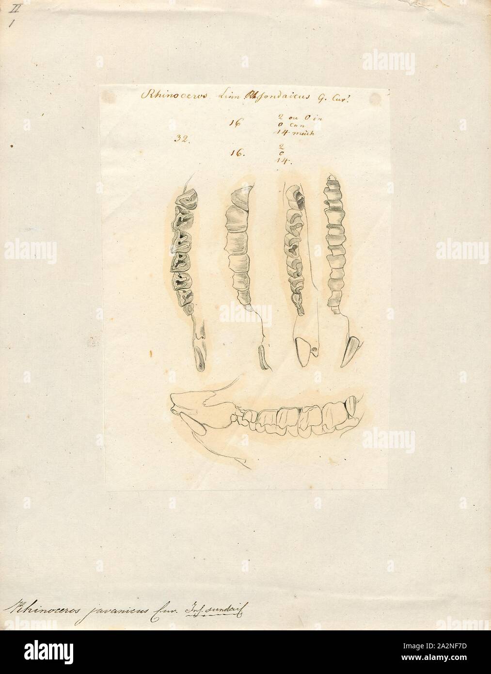 Rhinoceros Javanicus, Drucken, ein Nashorn, meist abgekürzt Rhino, ist einer von fünf bestehenden Arten von Odd-toed Huftieren in der Familie Rhinocerotidae, sowie den zahlreichen ausgestorbene Arten darin. Zwei der rezenten Arten sind in Afrika und drei im südlichen Asien. Der Begriff "Rhinoceros" ist oft breiter zu jetzt ausgestorbene Arten der Gattung Rhinocerotoidea angewendet., Zähne Stockfoto