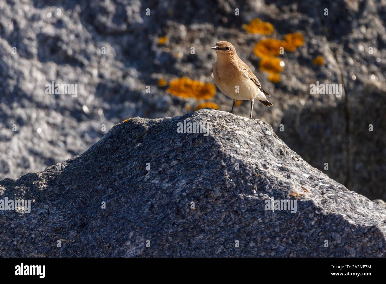 Steinschmätzer (Oenanthe oenanthe) auf küstennahen Felsen UK. Weibliche herbst Gefieder sandy Braun Weiß rump Blass kurze Streifen über Auge bräunlichen Flügeln blassen Wangen. Stockfoto