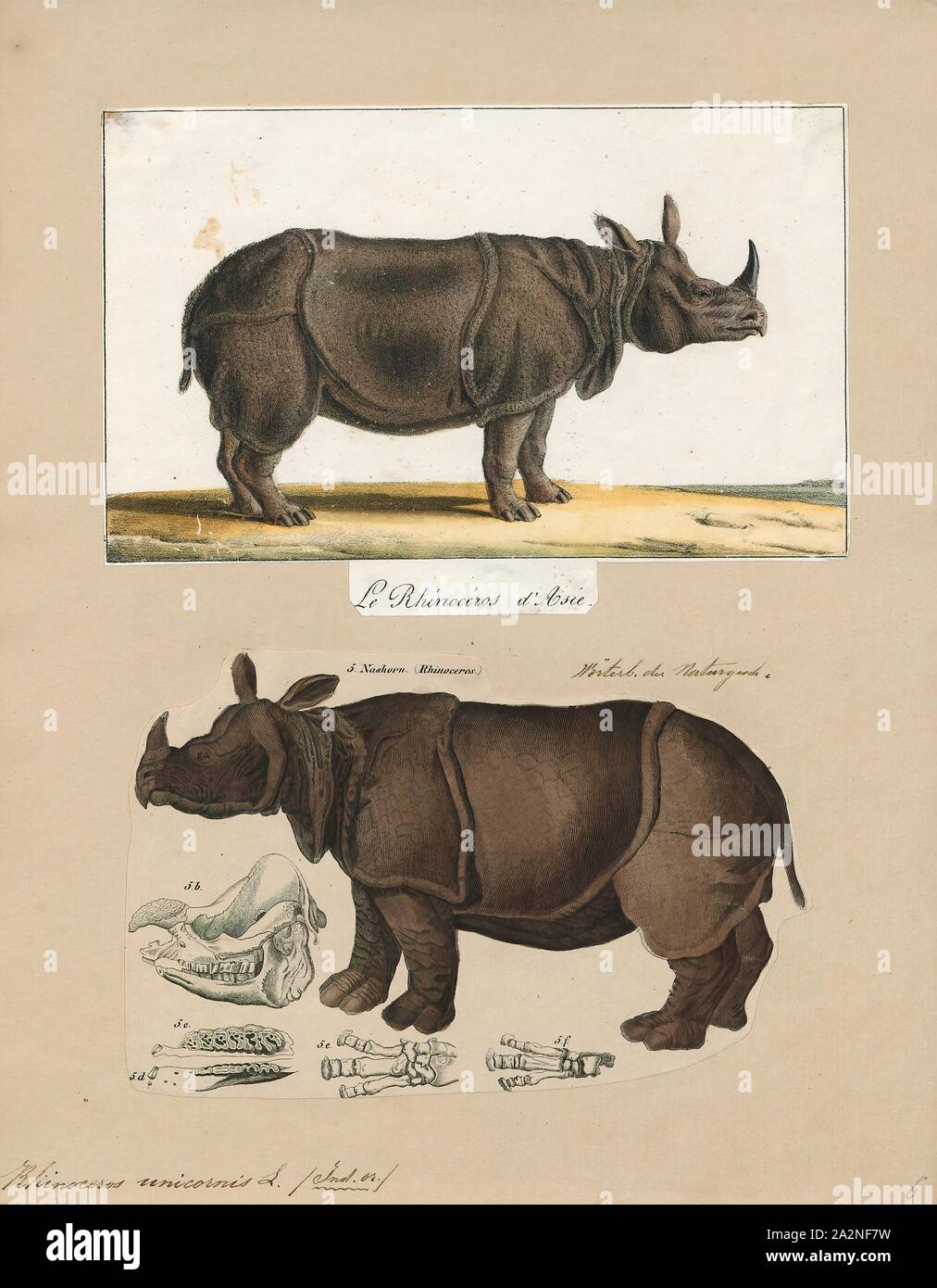 Rhinoceros unicornis, Drucken, das Indische Nashorn (Rhinoceros unicornis), genannt auch die größere one-horned Rhinoceros und große Indische Nashorn, ist ein Nashorn native auf den indischen Subkontinent. Es ist als gefährdet auf der Roten Liste der IUCN aufgeführt, da die Bevölkerung fragmentiert sind und weniger als 20 beschränkt, 000 sq km (7, 700 sq mi). Darüber hinaus ist der Umfang und die Qualität der wichtigsten Lebensraumtypen der Rhino, alluvialen Grasland und Auwald, gilt als im Niedergang durch menschliche und tierische Eingriff zu sein. Ab 2008 wurden insgesamt 2 575 reife Personen geschätzt, in der zu leben Stockfoto