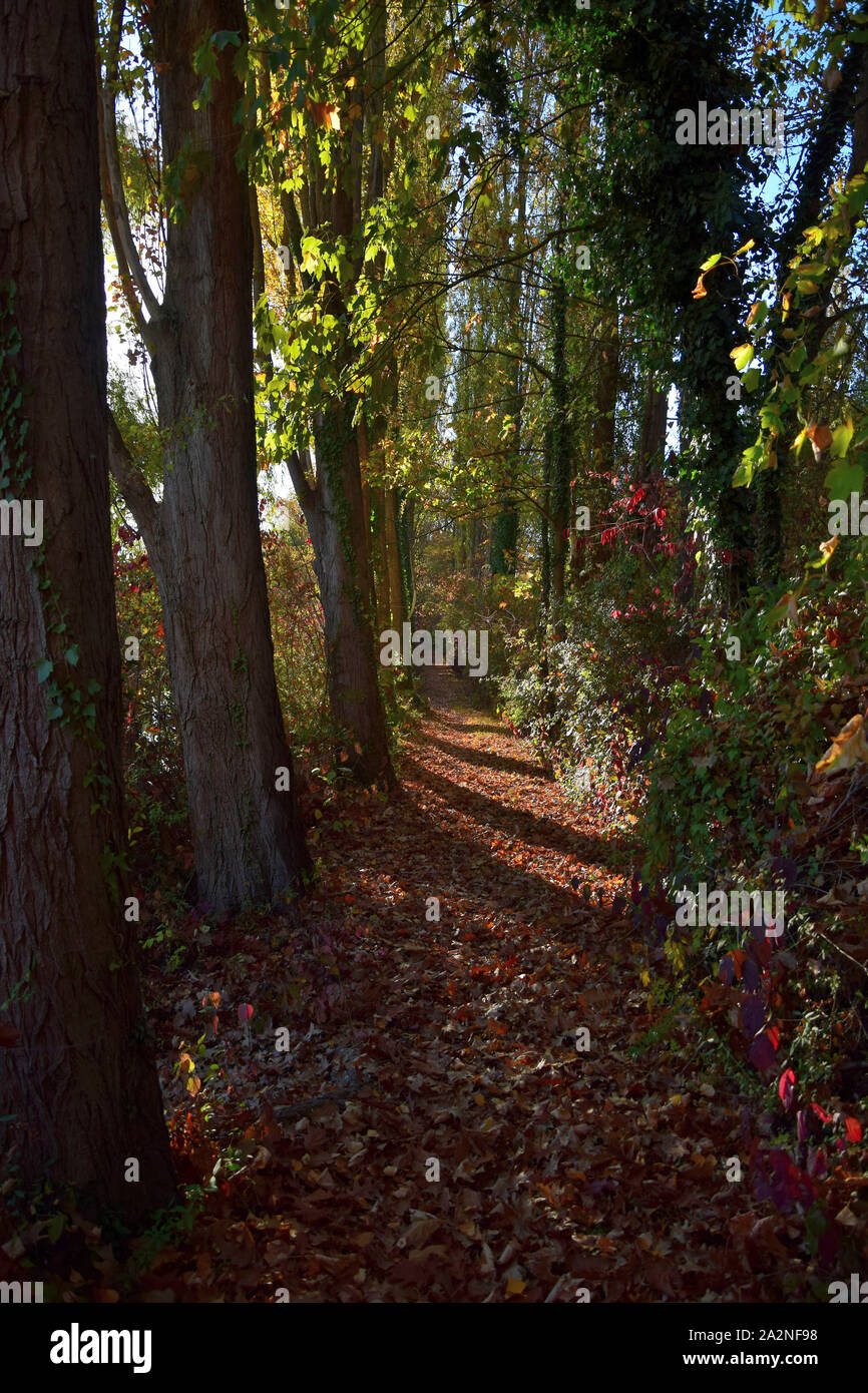 Herbst Landschaft mit einem Weg in einem Wald. 68782 Bruehl, Baden-Württemberg, Deutschland. Stockfoto