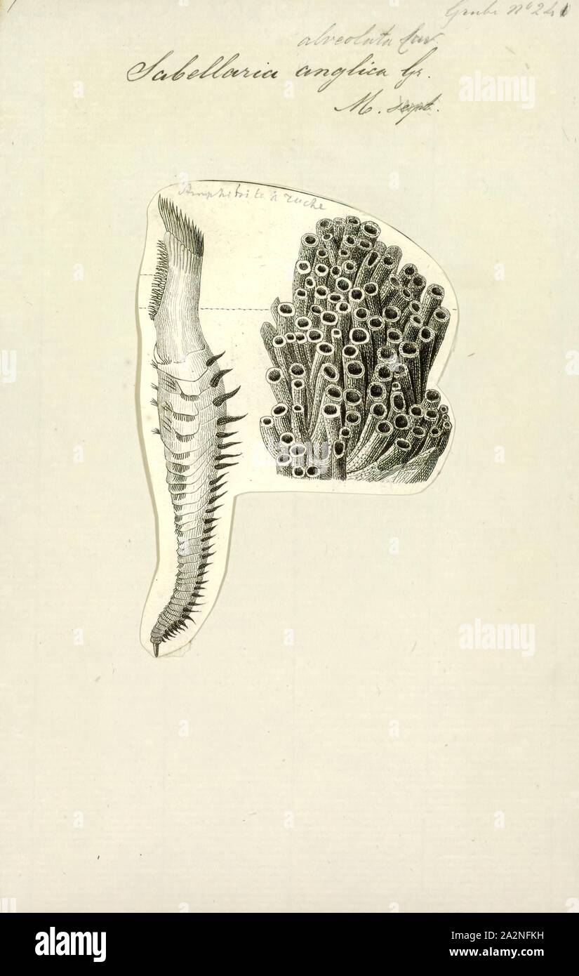 Sabellaria anglica, Drucken, Sabellaria ist eine Gattung der Marine polychaete Worms in der Familie Sabellariidae. Die Art ist Sabellaria alveolata (Linnaeus, 1767). Diese Würmer sind sesshaft und Rohre, die Bauen aus Sand und Shell Fragmente zu leben. Einige Arten werden als wabe Würmer und, wenn sie in großer Anzahl auftreten Sie Riffe auf Felsen und anderen harten Untergründen bilden können. Sie sind Filtrierer, Erweiterung einer Plume - wie fan von radioles vom Ende des Rohres, um Plankton und Detritus floating Vergangenheit zu fangen. Sie haben ein ausgeprägtes Operculum, die verwendet wird, um die Öffnung zu Block Stockfoto
