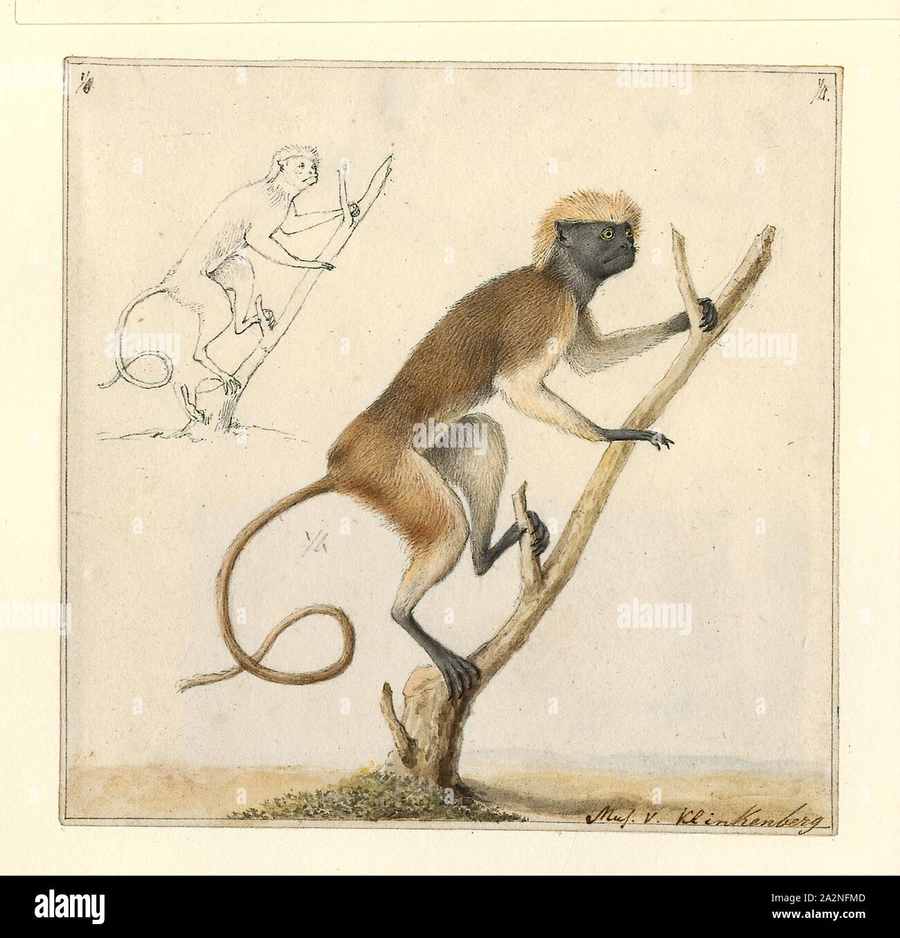 Saguinus oedipus, Ausdrucken, die lisztäffchen (Saguinus oedipus) ist eine kleine Neue Welt monkey mit einem Gewicht von weniger als 0,5 kg (1.1 lb). Diese neue Welt Affe kann bis zu 24 Jahre alt werden, aber die meisten von ihnen sterben an 13 Jahre alt. Einer der kleinsten Primaten, die lisztäffchen ist leicht durch die langen, weißen sagittaler Kamm, der von der Stirn auf seinen Schultern anerkannt. Die Art ist in tropischen Wald Kanten und sekundäre Wälder im nordwestlichen Kolumbien, wo es arboreal und tagaktive gefunden. Seine Nahrung beinhaltet Insekten und Pflanzen Exsudate, und es ist ein wichtiger Samen Dispergierer in der Stockfoto