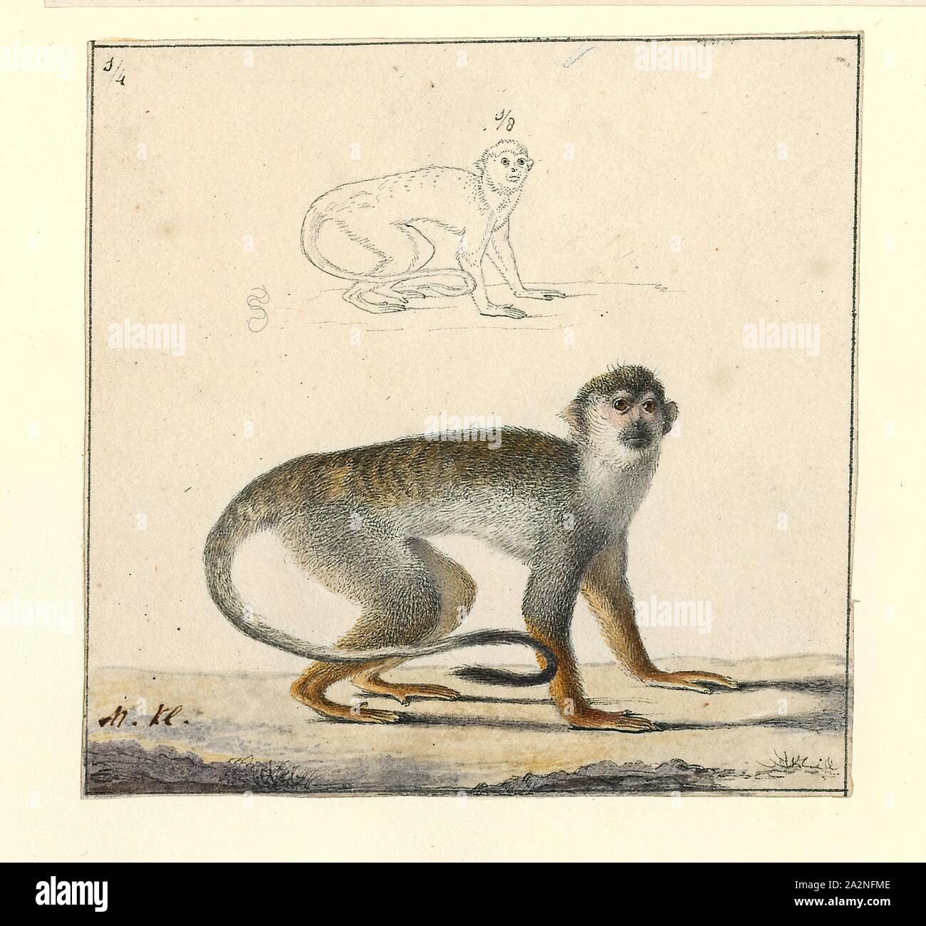 Saguinus oedipus, Ausdrucken, die lisztäffchen (Saguinus oedipus) ist eine kleine Neue Welt monkey mit einem Gewicht von weniger als 0,5 kg (1.1 lb). Diese neue Welt Affe kann bis zu 24 Jahre alt werden, aber die meisten von ihnen sterben an 13 Jahre alt. Einer der kleinsten Primaten, die lisztäffchen ist leicht durch die langen, weißen sagittaler Kamm, der von der Stirn auf seinen Schultern anerkannt. Die Art ist in tropischen Wald Kanten und sekundäre Wälder im nordwestlichen Kolumbien, wo es arboreal und tagaktive gefunden. Seine Nahrung beinhaltet Insekten und Pflanzen Exsudate, und es ist ein wichtiger Samen Dispergierer in der Stockfoto