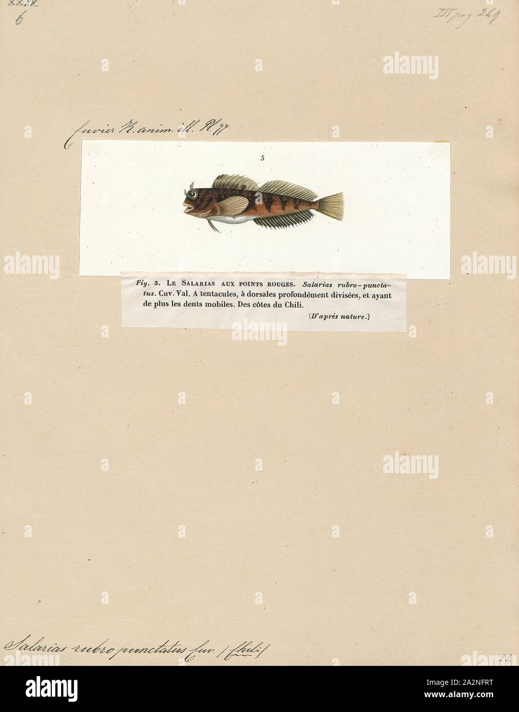 Salarias rubro-Punctatus, Drucken, Salarias ist eine Gattung der combtooth Schleimfische im Indischen und Pazifischen Ozean gefunden., 1700-1880 Stockfoto