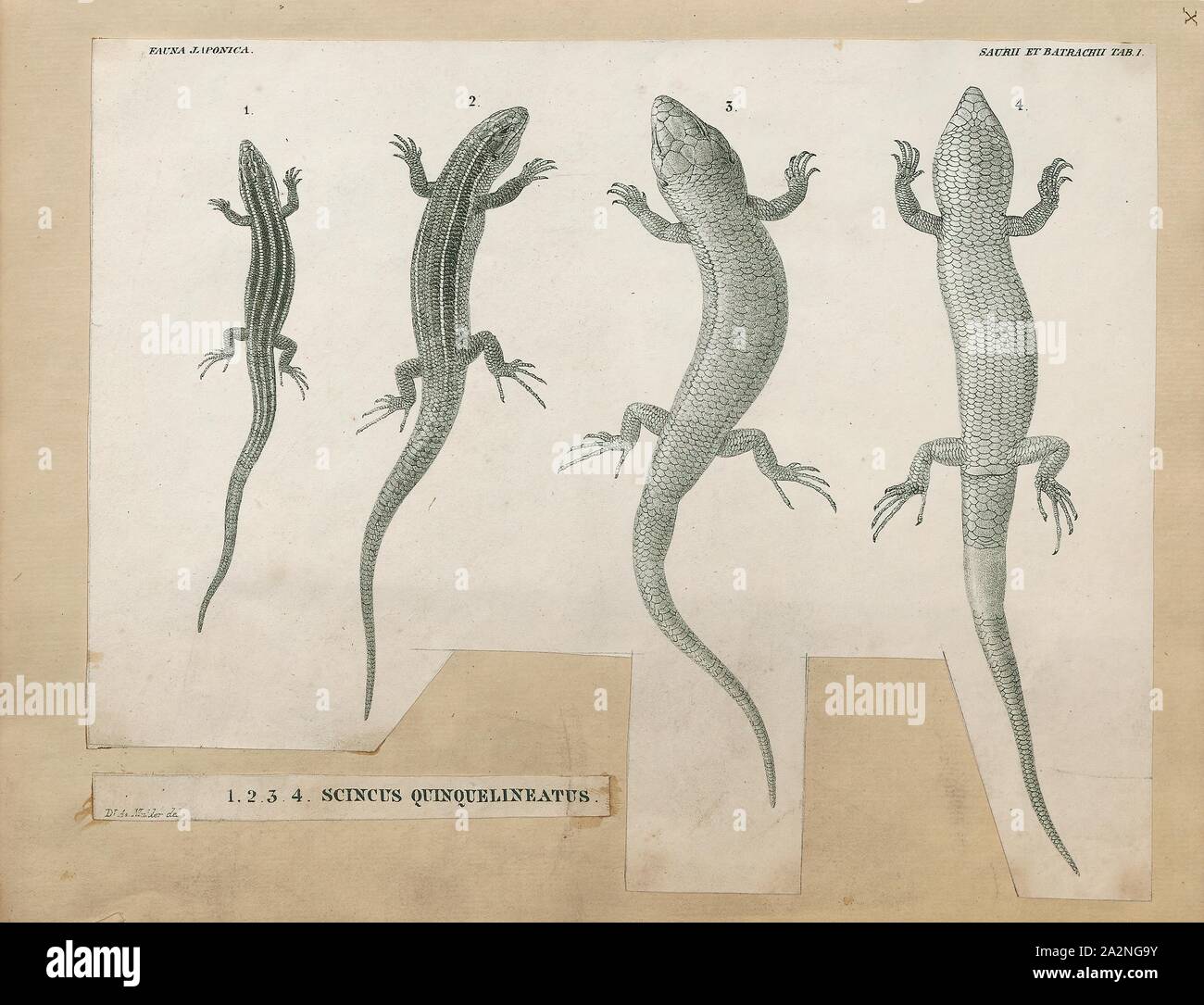 Scincus Scincus quinquelineatus, Drucken, ist eine Pflanzenart aus der Gattung der Skinks, Eidechsen in der Familie Scincidae. Die Gattung enthält vier Arten, die alle typischen Wüste Bewohner, Leben in Sand und Dünen - wie Bereiche mit ein warmes und trockenes Klima. Arten in der Gattung Scincus können von Arabien bis in die Sahara Wüste gefunden werden., 1700-1880 Stockfoto