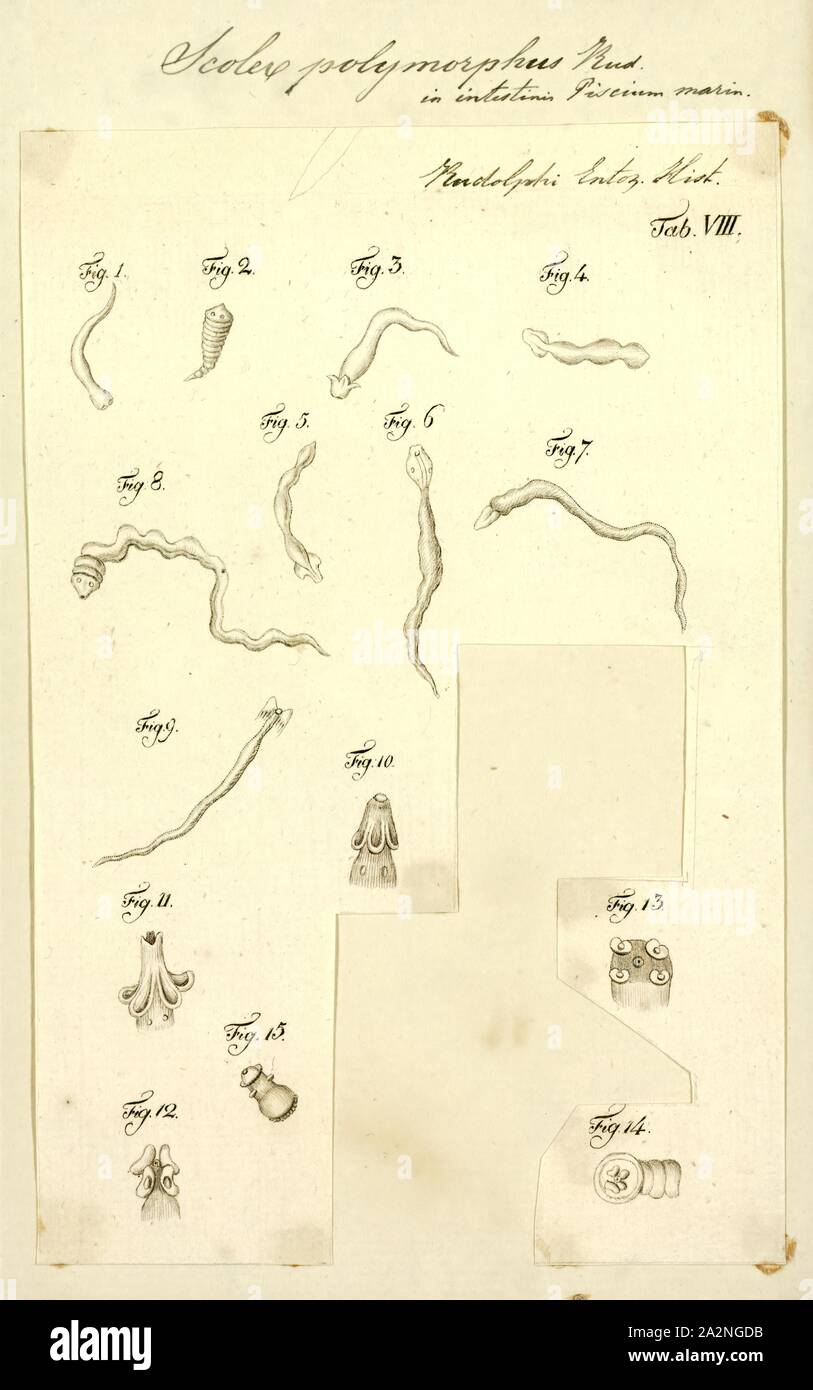 Cestoda Stockfotos und bilder Kaufen Alamy