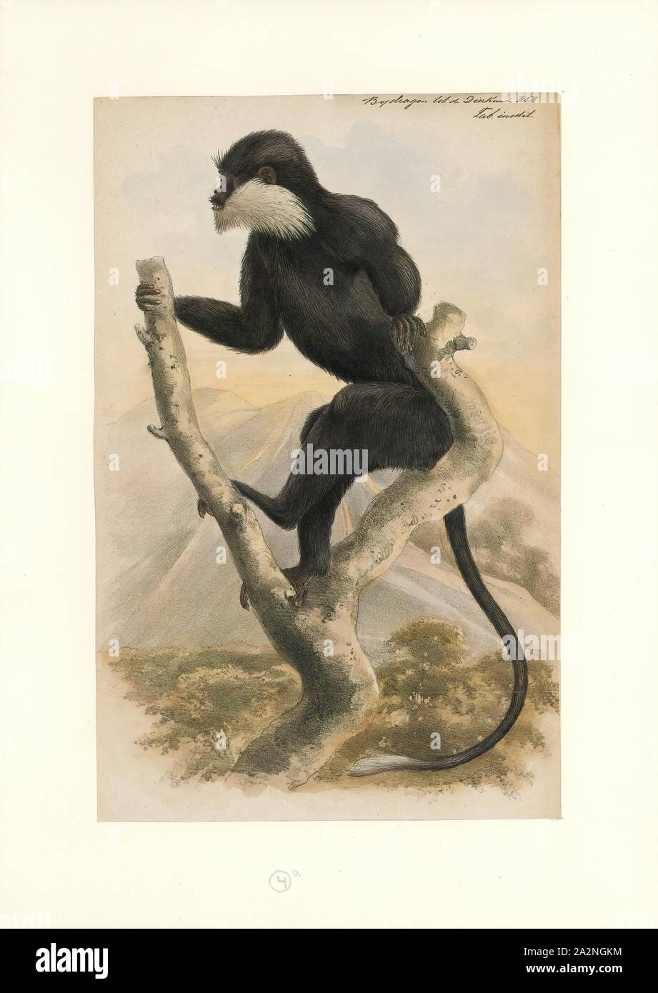 Semnopithecus cephalopterus Fotos und Bildmaterial in hoher Auflösung