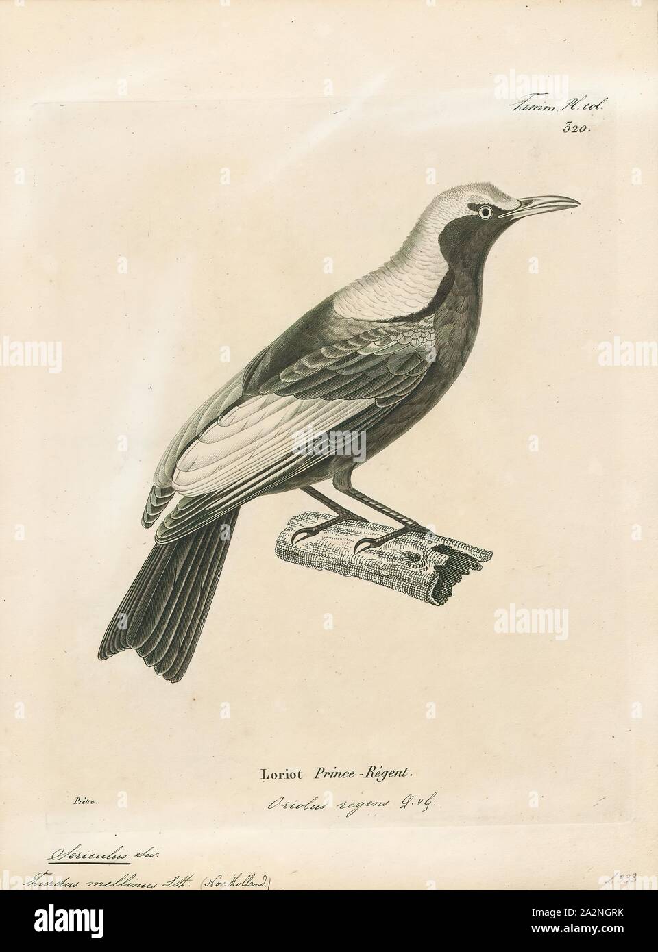 Sericulus melinus, Ausdrucken, die Gattung Sericulus der Familie Ptilonorhynchidae besteht aus drei spektakulär farbigen Bowerbirds., 1700-1880 Stockfoto