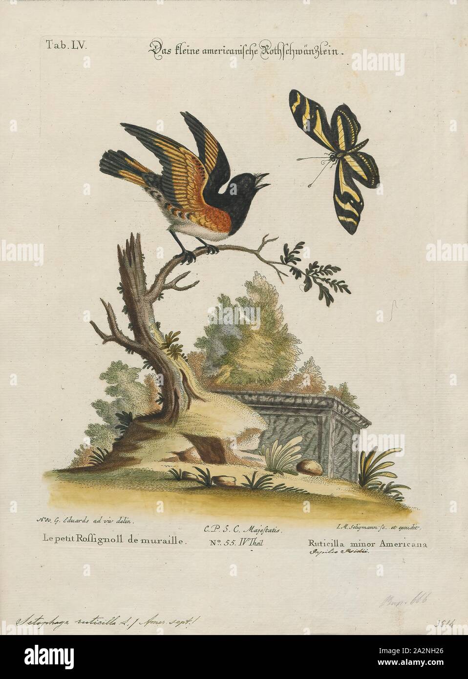 Setophaga ruticilla, Drucken, die Amerikanische redstart (Setophaga ruticilla) ist eine neue Welt warbler. Dies hat keinen Bezug zu der alten Welt der Alten Welt redstart., 1700-1880 Stockfoto