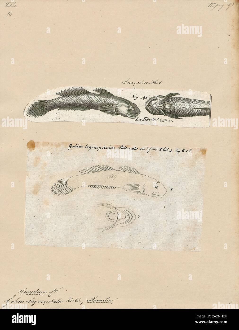 Sicydium lagocephalum Fotos und Bildmaterial in hoher Auflösung Alamy