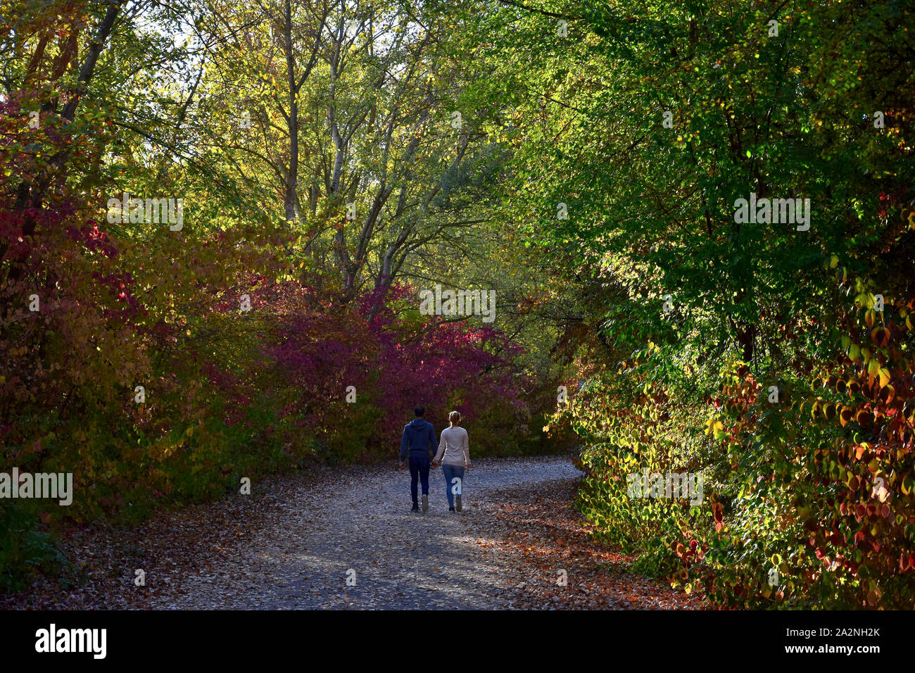 Ein junges Paar in einem schönen Wald. 68782 Bruehl, Baden-Württemberg, Deutschland. Stockfoto