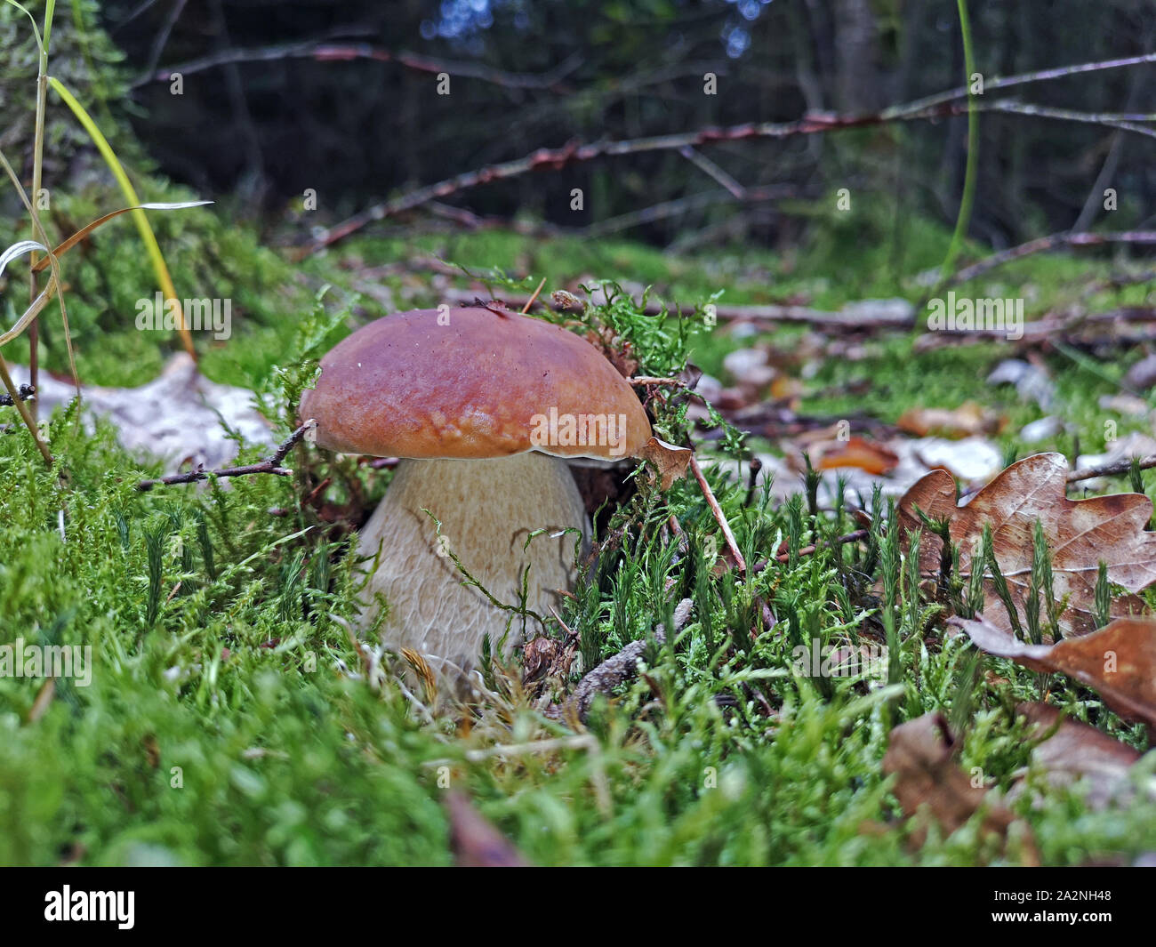 Nahaufnahme der Boletus aestivalis Pilz im Moos mit natürlichen Hintergrund Stockfoto