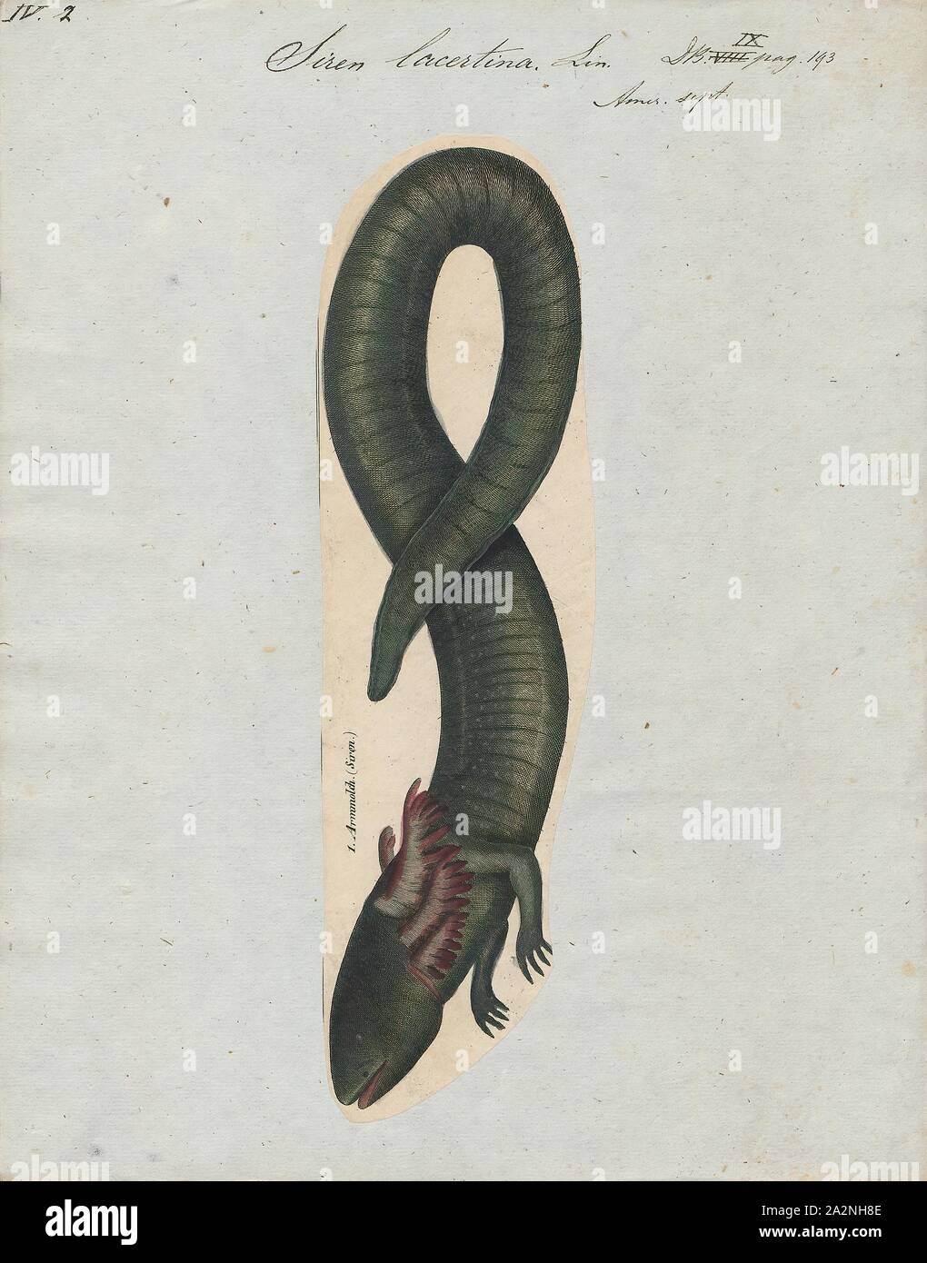 Siren lacertina, Drucken, die größere Sirene (Siren lacertina) ist ein Aal - wie Amphibien und eines der drei Mitglieder der Gattung Sirene. Die größte der Sirenen und einer der größten Amphibien in Nordamerika, die größere Sirene befindet sich in den Küstenebenen von der südöstlichen USA., 1700-1880 Stockfoto