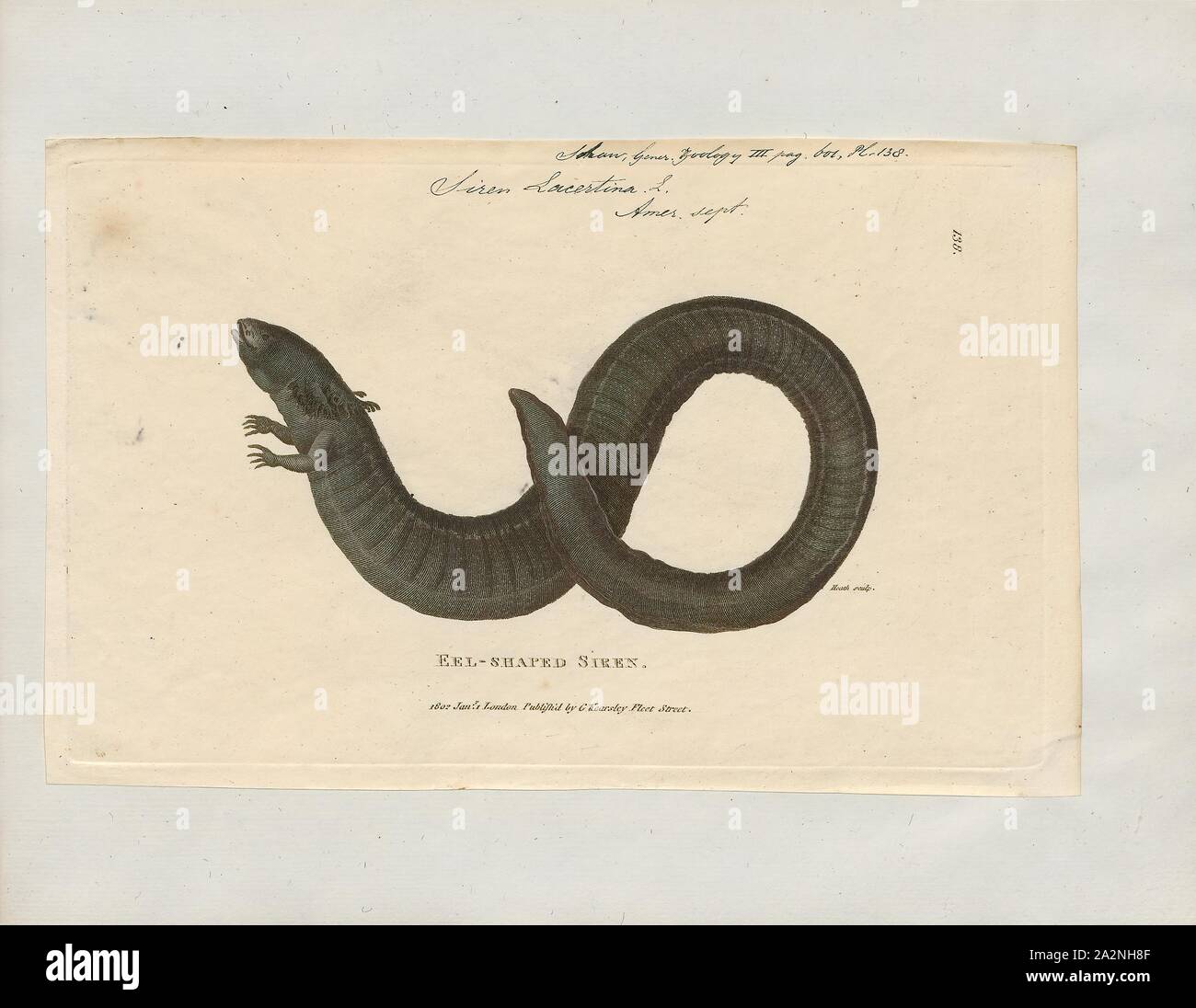 Siren lacertina, Drucken, die größere Sirene (Siren lacertina) ist ein Aal - wie Amphibien und eines der drei Mitglieder der Gattung Sirene. Die größte der Sirenen und einer der größten Amphibien in Nordamerika, die größere Sirene befindet sich in den Küstenebenen von der südöstlichen USA., 1700-1880 Stockfoto