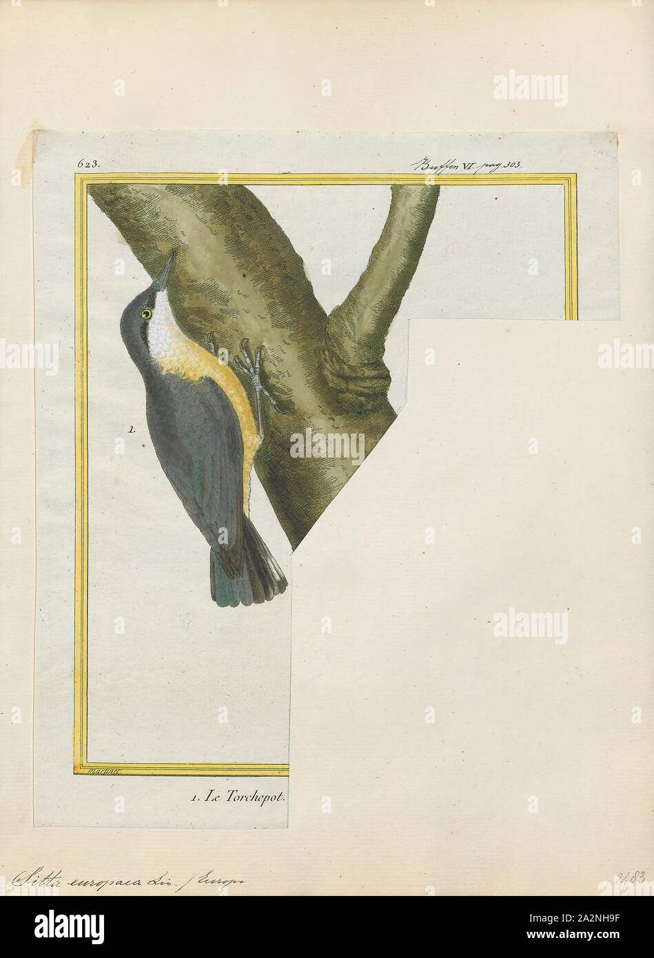 Sitta europaea, Drucken, die Eurasische Kleiber oder Holz Kleiber (Sitta europaea) ist ein Schmetterling (Tagfalter) aus gefunden im gesamten temperiertes Asien und in Europa, wo sein Name ist der Kleiber. Wie andere Kleiber, es ist eine kurze-tailed Vogel mit einem langen Bill, blau-graue Oberseite und eine schwarze Auge - Streifen. Es ist ein Gesang Vogel mit einem wiederholt laut dwip nennen. Es gibt mehr als 20 Unterarten, die in drei Gruppen; Vögel im Westen der Bereich haben orange - buff underparts und eine weisse Kehle, die in Russland haben weißliche Unterseite, die in der fernen Osten haben ein ähnliches Aussehen zu Europäischen Vögel, aber Stockfoto