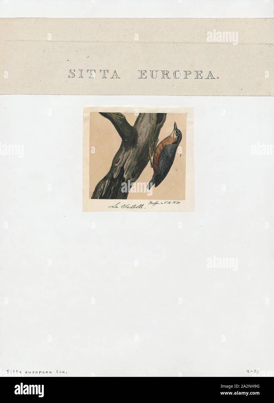 Sitta europaea, Drucken, die Eurasische Kleiber oder Holz Kleiber (Sitta europaea) ist ein Schmetterling (Tagfalter) aus gefunden im gesamten temperiertes Asien und in Europa, wo sein Name ist der Kleiber. Wie andere Kleiber, es ist eine kurze-tailed Vogel mit einem langen Bill, blau-graue Oberseite und eine schwarze Auge - Streifen. Es ist ein Gesang Vogel mit einem wiederholt laut dwip nennen. Es gibt mehr als 20 Unterarten, die in drei Gruppen; Vögel im Westen der Bereich haben orange - buff underparts und eine weisse Kehle, die in Russland haben weißliche Unterseite, die in der fernen Osten haben ein ähnliches Aussehen zu Europäischen Vögel, aber Stockfoto