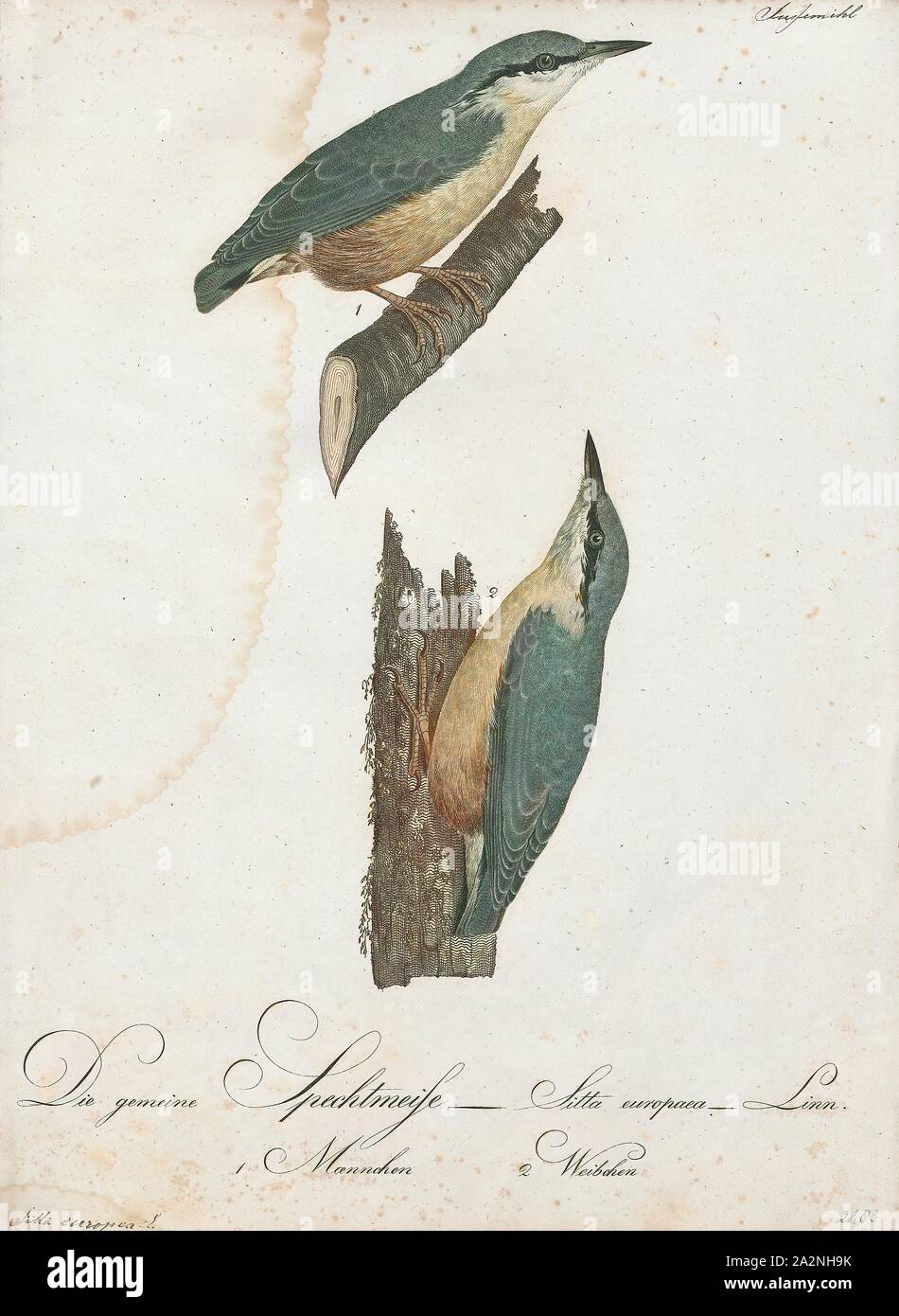 Sitta europaea, Drucken, die Eurasische Kleiber oder Holz Kleiber (Sitta europaea) ist ein Schmetterling (Tagfalter) aus gefunden im gesamten temperiertes Asien und in Europa, wo sein Name ist der Kleiber. Wie andere Kleiber, es ist eine kurze-tailed Vogel mit einem langen Bill, blau-graue Oberseite und eine schwarze Auge - Streifen. Es ist ein Gesang Vogel mit einem wiederholt laut dwip nennen. Es gibt mehr als 20 Unterarten, die in drei Gruppen; Vögel im Westen der Bereich haben orange - buff underparts und eine weisse Kehle, die in Russland haben weißliche Unterseite, die in der fernen Osten haben ein ähnliches Aussehen zu Europäischen Vögel, aber Stockfoto