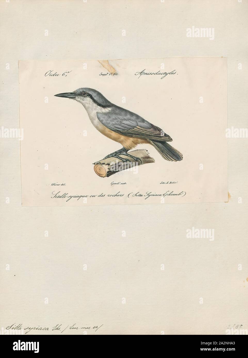 Sitta syriaca, Drucken, Kleiber, der Kleiber Sitta, eine Gattung der Vögel aus der Familie Sittidae dar. Durch die großen Köpfe, kurze Schwänze charakterisiert, und leistungsstarke Rechnungen und Füße, Kleiber werben in ihrem Hoheitsgebiet die Verwendung laut, einfache Lieder. Die meisten Arten haben graue oder bläuliche Oberseite und eine schwarze Auge streifen., 1842-1848 Stockfoto