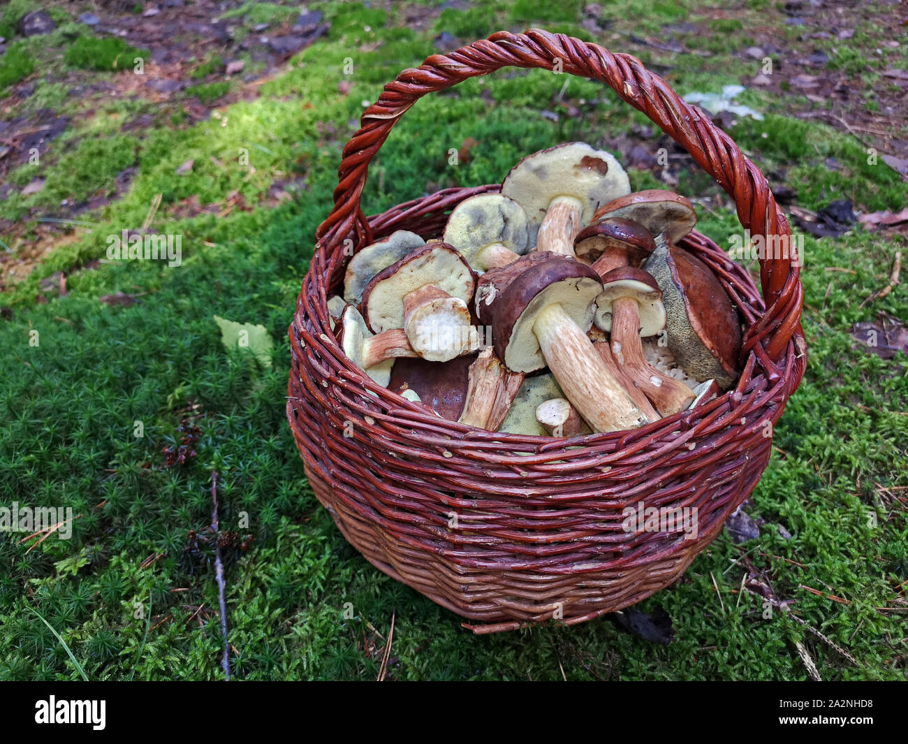 Korb mit frisch gepflückten Pilzen auf moss Boden aus dem Bayerischen Wald Stockfoto