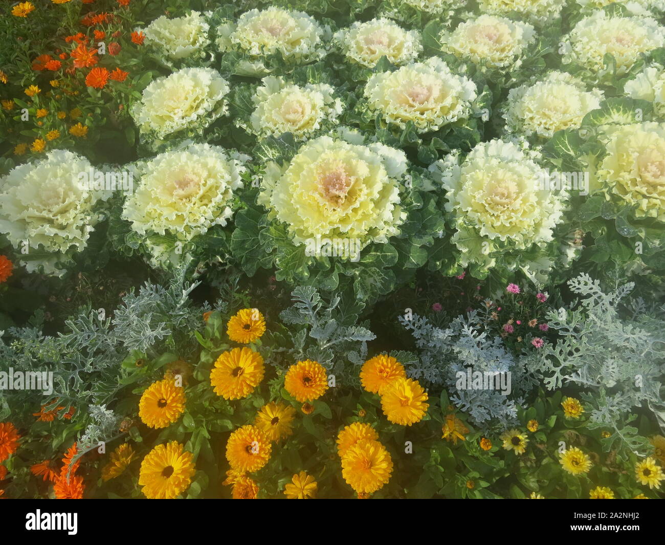 Reihen von weißen ornamentalen Weißkohl und gelben Ringelblumen Funktion in dieser bunten Bett von Straßenkontrollen, herbstliche Bepflanzung. Stockfoto