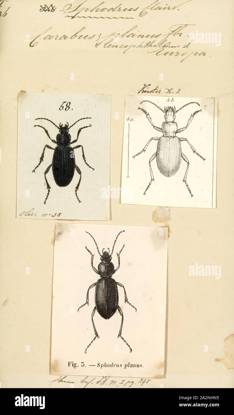Sphodrus, Drucken, Sphodrus ist eine Gattung der Käfer in der Paläarktis (einschließlich Europas), der Nahe Osten, Nordafrika und der orientalischen Region. Es enthält die folgenden Arten Stockfoto