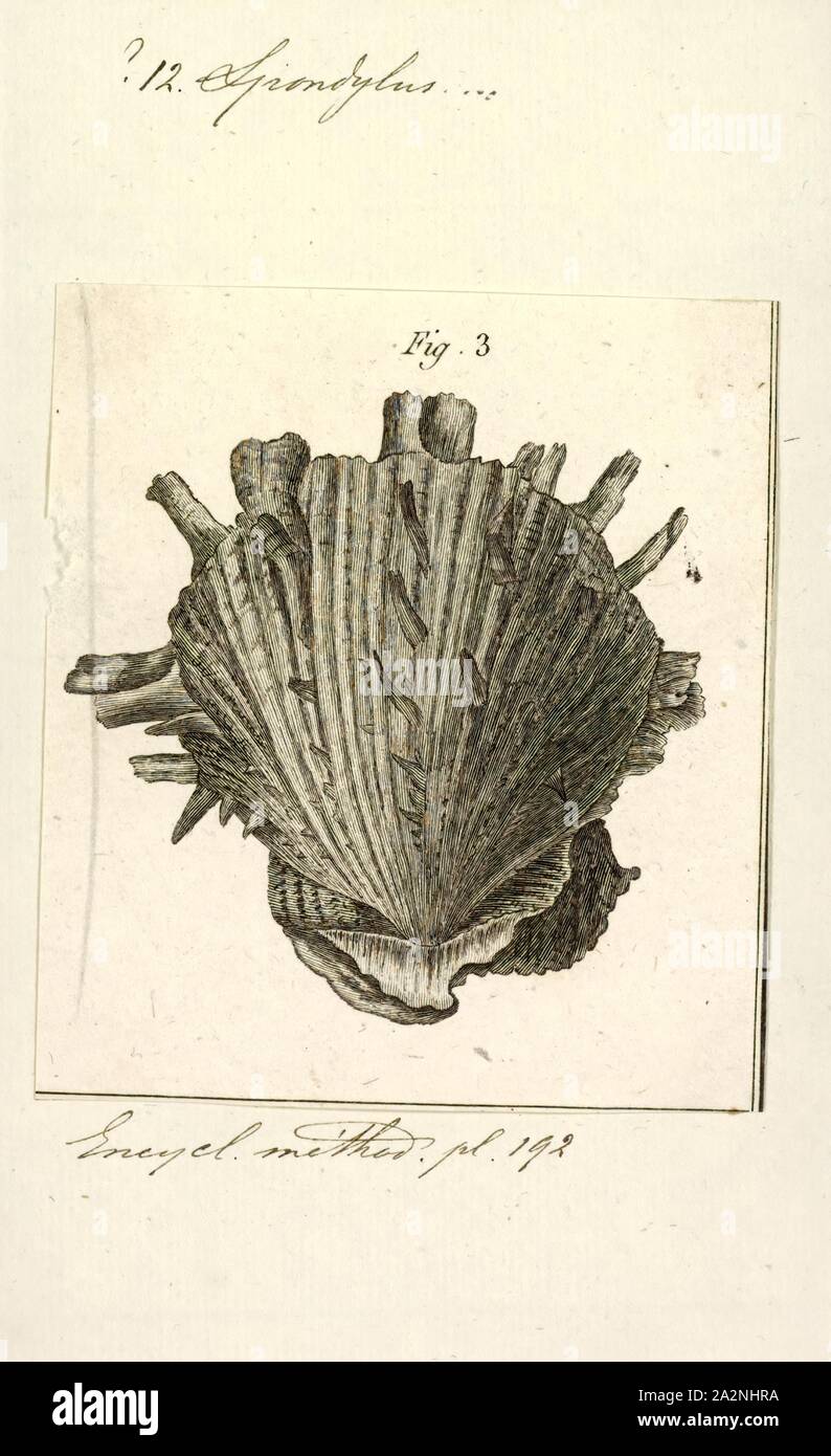 Spondylus crassi - squama, Drucken, Spondylus ist eine Gattung von Muscheln, die einzige Gattung in der Familie Spondylidae. Sie sind in Englisch als Stacheligen Austern bekannt (obwohl sie es nicht sind, in der Tat, wahre Austern Stockfoto