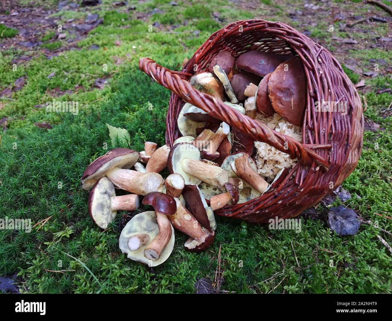 Korb mit frisch gepflückten Pilzen auf moss Boden aus dem Bayerischen Wald Stockfoto