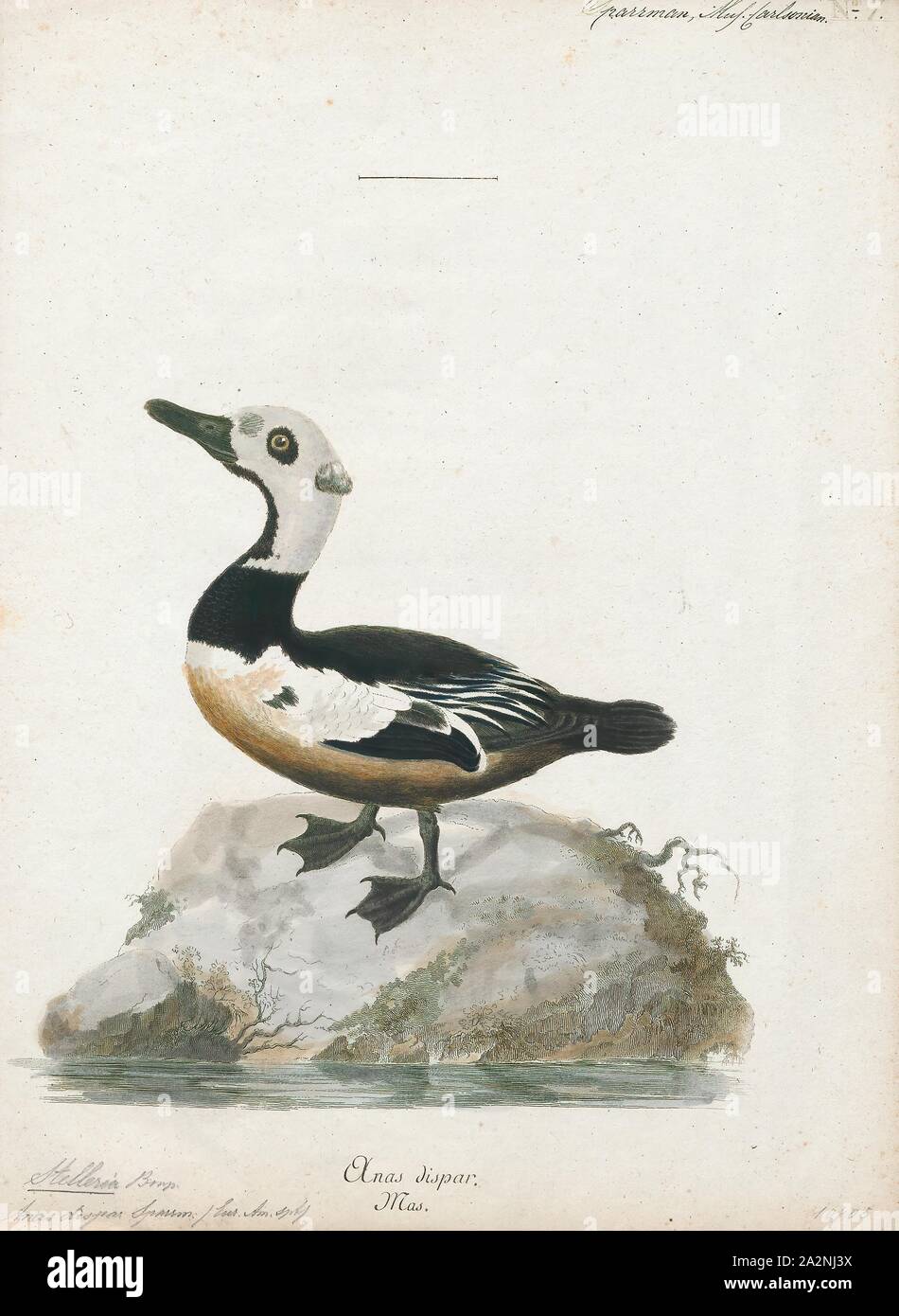 Stelleria dispar, Drucken, 1786-1789 Stockfoto