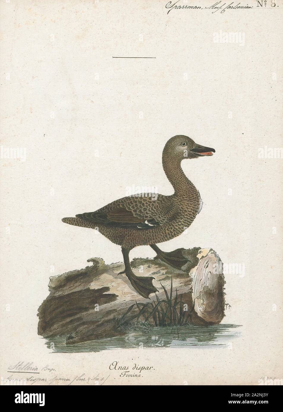 Stelleria dispar, Drucken, 1786-1789 Stockfoto