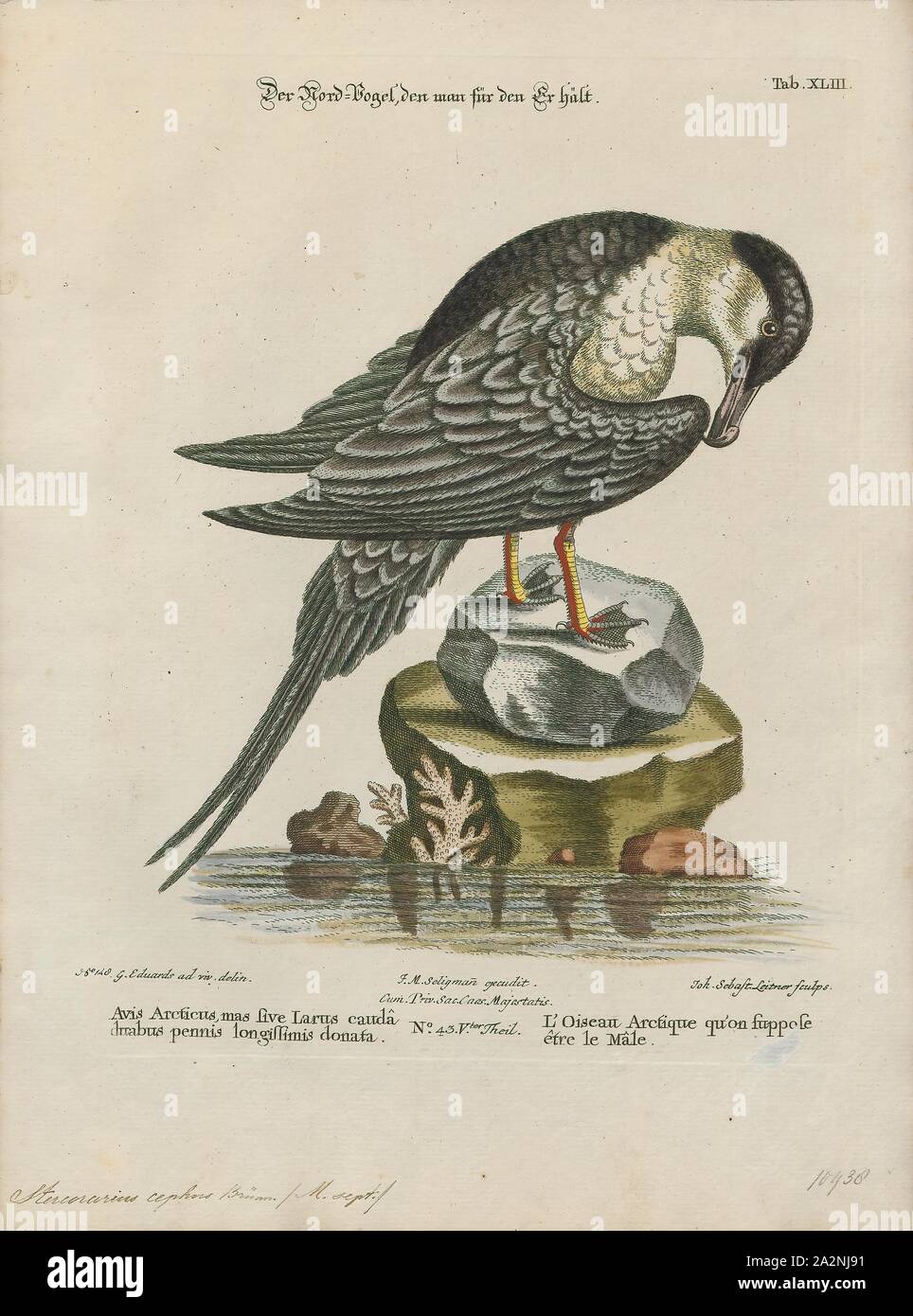 Eulen cephus, Ausdrucken, die raubmöwen sind eine Gruppe von räuberischen Seevögel mit etwa sieben Arten der Gattung Eulen, die einzige Gattung in der Familie Stercorariidae. Die drei kleineren Skuas sind jaegers im amerikanischen Englisch genannt., 1700-1880 Stockfoto