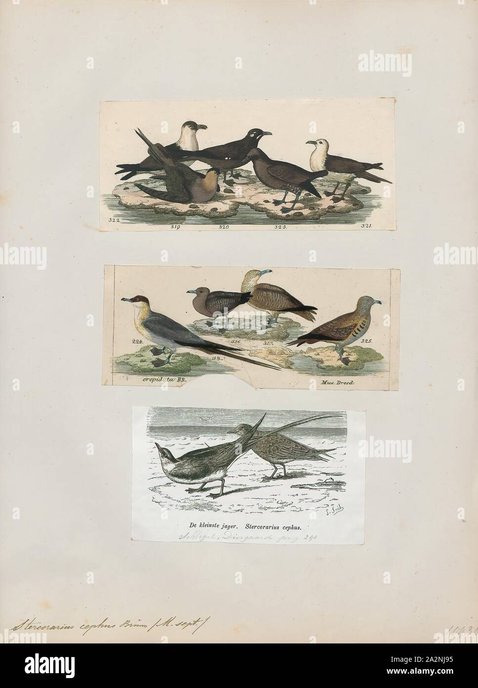 Eulen cephus, Ausdrucken, die raubmöwen sind eine Gruppe von räuberischen Seevögel mit etwa sieben Arten der Gattung Eulen, die einzige Gattung in der Familie Stercorariidae. Die drei kleineren Skuas sind jaegers im amerikanischen Englisch genannt., 1700-1880 Stockfoto