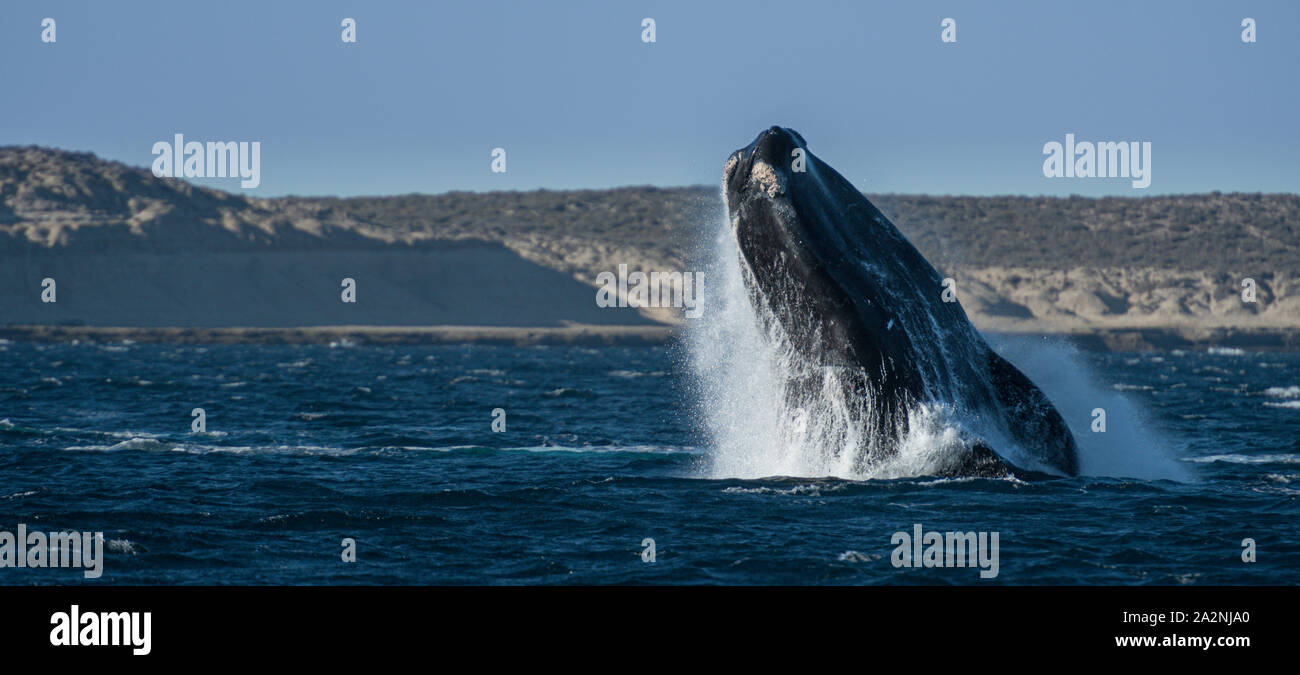 Wal in Puerto Pirámides, Argentinien Stockfoto