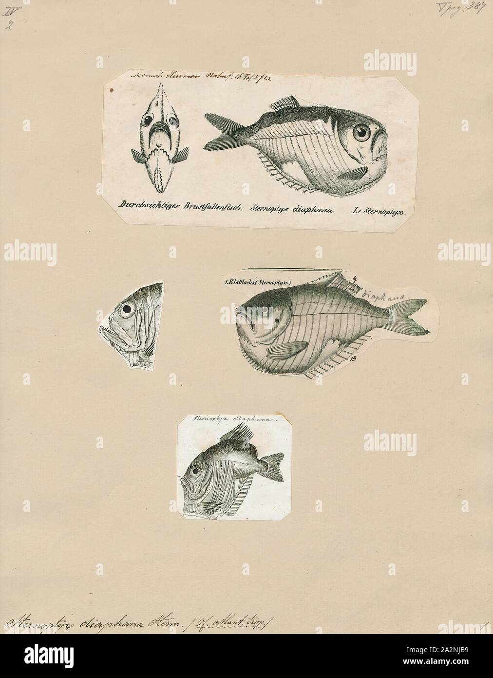 Sternoptyx diaphana, Drucken, Sternoptyx diaphana, die Durchscheinenden hatchetfish, ist eine Pflanzenart aus der Gattung der Deep Sea Ray-finned fish in der Familie Sternoptychidae. Es ist die einzige Art der Gattung Sternoptyx, und wurde zum ersten Mal von dem französischen Naturforscher Johann Hermann 1781 beschrieben., 1700-1880 Stockfoto