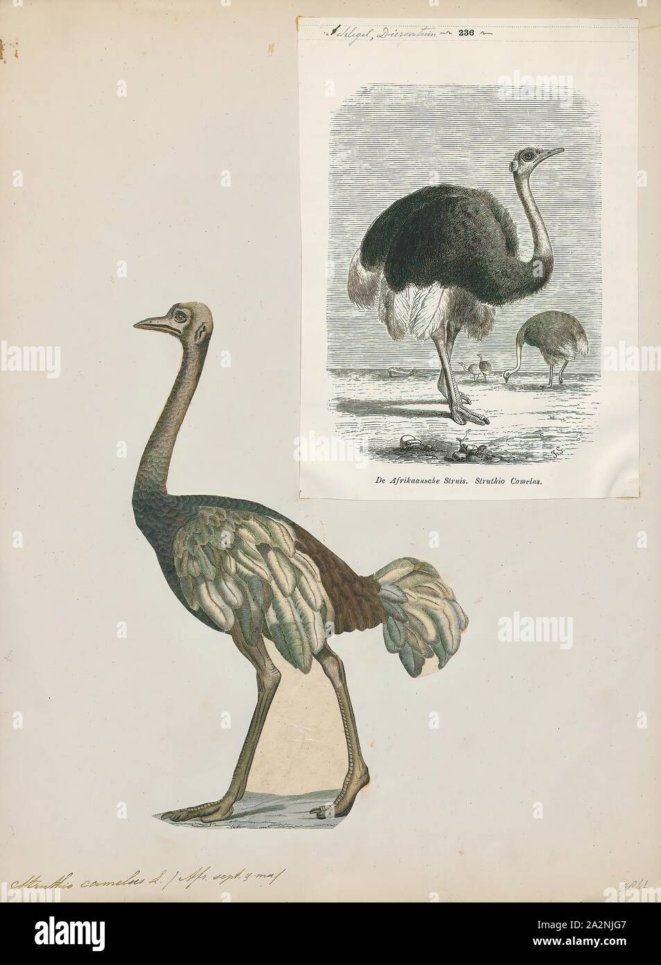 Struthio camelus, Drucken, die gemeinsame Strauß (Struthio camelus), oder einfach, Strauß, ist eine Pflanzenart aus der Gattung der großen flugunfähigen Vogel native auf bestimmte grosse Gebiete von Afrika. Es ist eine der zwei bestehenden Arten von straußen, der einzige lebende Mitglieder der Gattung Struthio im Laufvogelfleisch um Vögel. Der andere ist der somalischen Strauße (Struthio molybdophanes), die als verschiedene Arten von BirdLife International im Jahr 2014. Zuvor als sehr markante Unterarten von Strauß., 1700-1880 erkannt wurde Stockfoto