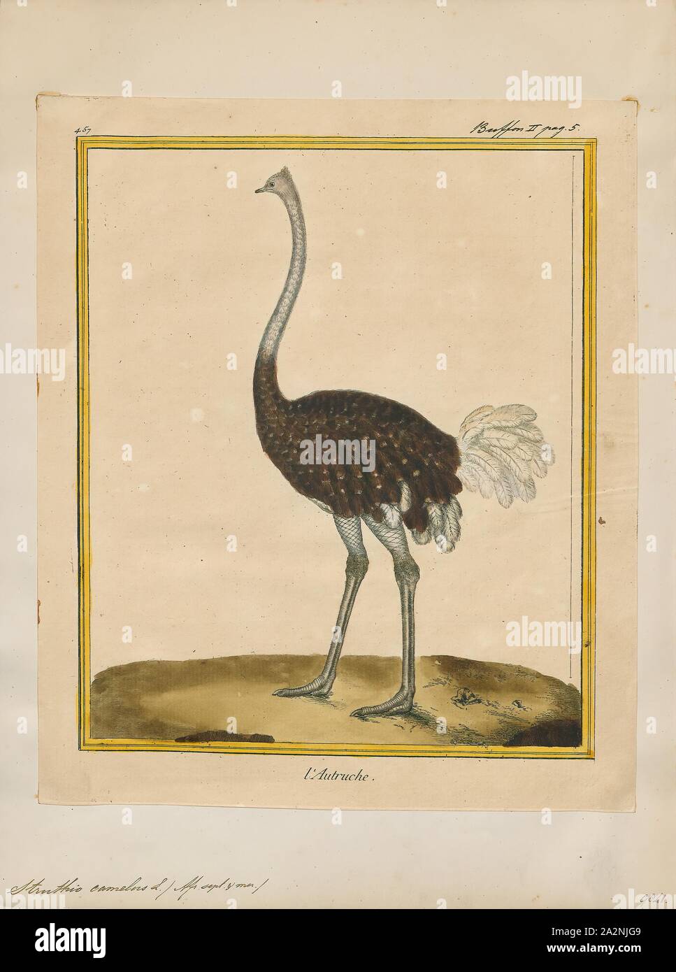 Struthio camelus, Drucken, die gemeinsame Strauß (Struthio camelus), oder einfach, Strauß, ist eine Pflanzenart aus der Gattung der großen flugunfähigen Vogel native auf bestimmte grosse Gebiete von Afrika. Es ist eine der zwei bestehenden Arten von straußen, der einzige lebende Mitglieder der Gattung Struthio im Laufvogelfleisch um Vögel. Der andere ist der somalischen Strauße (Struthio molybdophanes), die als verschiedene Arten von BirdLife International im Jahr 2014. Zuvor als sehr markante Unterarten von Strauß., 1700-1880 erkannt wurde Stockfoto