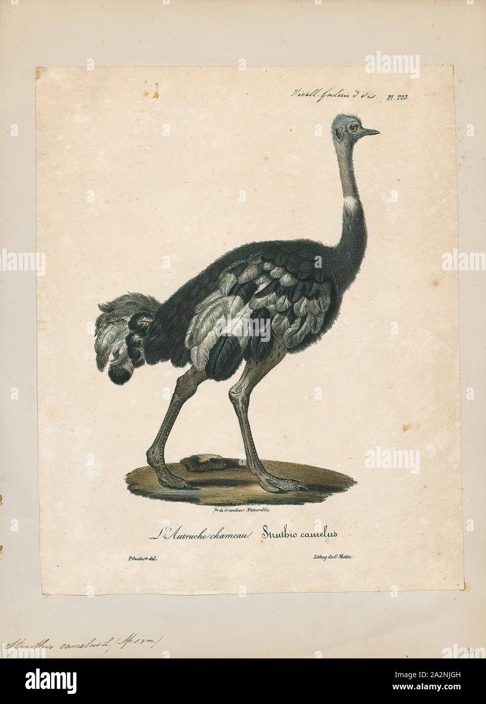 Struthio camelus, Drucken, die gemeinsame Strauß (Struthio camelus), oder einfach, Strauß, ist eine Pflanzenart aus der Gattung der großen flugunfähigen Vogel native auf bestimmte grosse Gebiete von Afrika. Es ist eine der zwei bestehenden Arten von straußen, der einzige lebende Mitglieder der Gattung Struthio im Laufvogelfleisch um Vögel. Der andere ist der somalischen Strauße (Struthio molybdophanes), die als verschiedene Arten von BirdLife International im Jahr 2014. Zuvor als sehr markante Unterarten von Strauß., 1825-1834 erkannt wurde Stockfoto