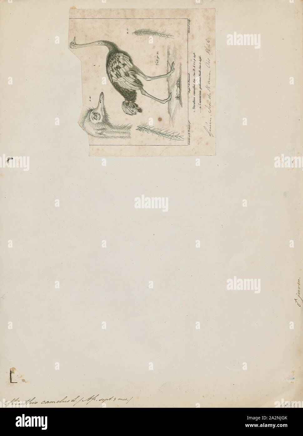 Struthio camelus, Drucken, die gemeinsame Strauß (Struthio camelus), oder einfach, Strauß, ist eine Pflanzenart aus der Gattung der großen flugunfähigen Vogel native auf bestimmte grosse Gebiete von Afrika. Es ist eine der zwei bestehenden Arten von straußen, der einzige lebende Mitglieder der Gattung Struthio im Laufvogelfleisch um Vögel. Der andere ist der somalischen Strauße (Struthio molybdophanes), die als verschiedene Arten von BirdLife International im Jahr 2014. Zuvor als sehr markante Unterarten von Strauß., 1829-1844 erkannt wurde Stockfoto