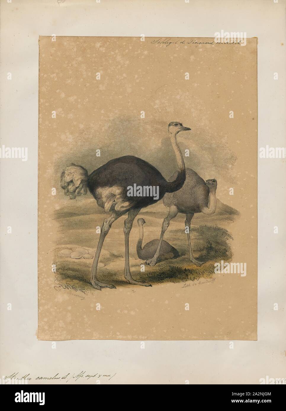Struthio camelus, Drucken, die gemeinsame Strauß (Struthio camelus), oder einfach, Strauß, ist eine Pflanzenart aus der Gattung der großen flugunfähigen Vogel native auf bestimmte grosse Gebiete von Afrika. Es ist eine der zwei bestehenden Arten von straußen, der einzige lebende Mitglieder der Gattung Struthio im Laufvogelfleisch um Vögel. Der andere ist der somalischen Strauße (Struthio molybdophanes), die als verschiedene Arten von BirdLife International im Jahr 2014. Zuvor als sehr markante Unterarten von Strauß., 1842-1849 erkannt wurde Stockfoto