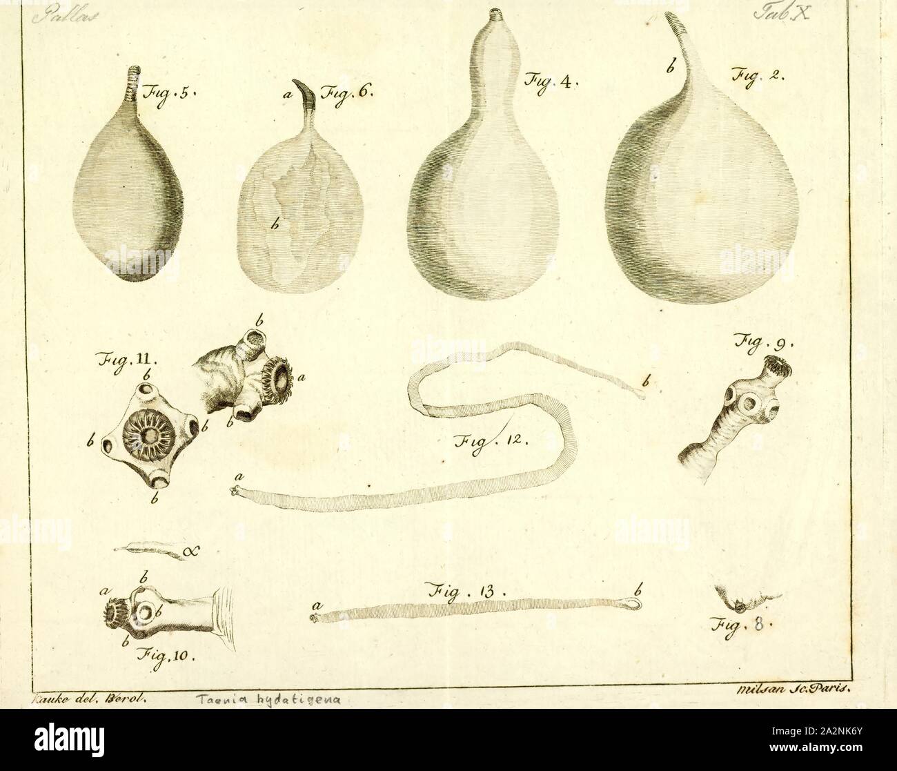 Taenia hydatigena, Drucken, Taenia hydatigena (thin-necked bladderworm, Erreger der cysticercose) ist einer der erwachsenen Formen der Hunde- und katzenartigen Bandwurm. Diese Infektion ist weltweit geographische Verteilung. Menschen mit taeniasis können andere Menschen oder Tier zwischen Hosts infizieren durch Eier und Gravid proglottids in den Faeces übergeben Stockfoto